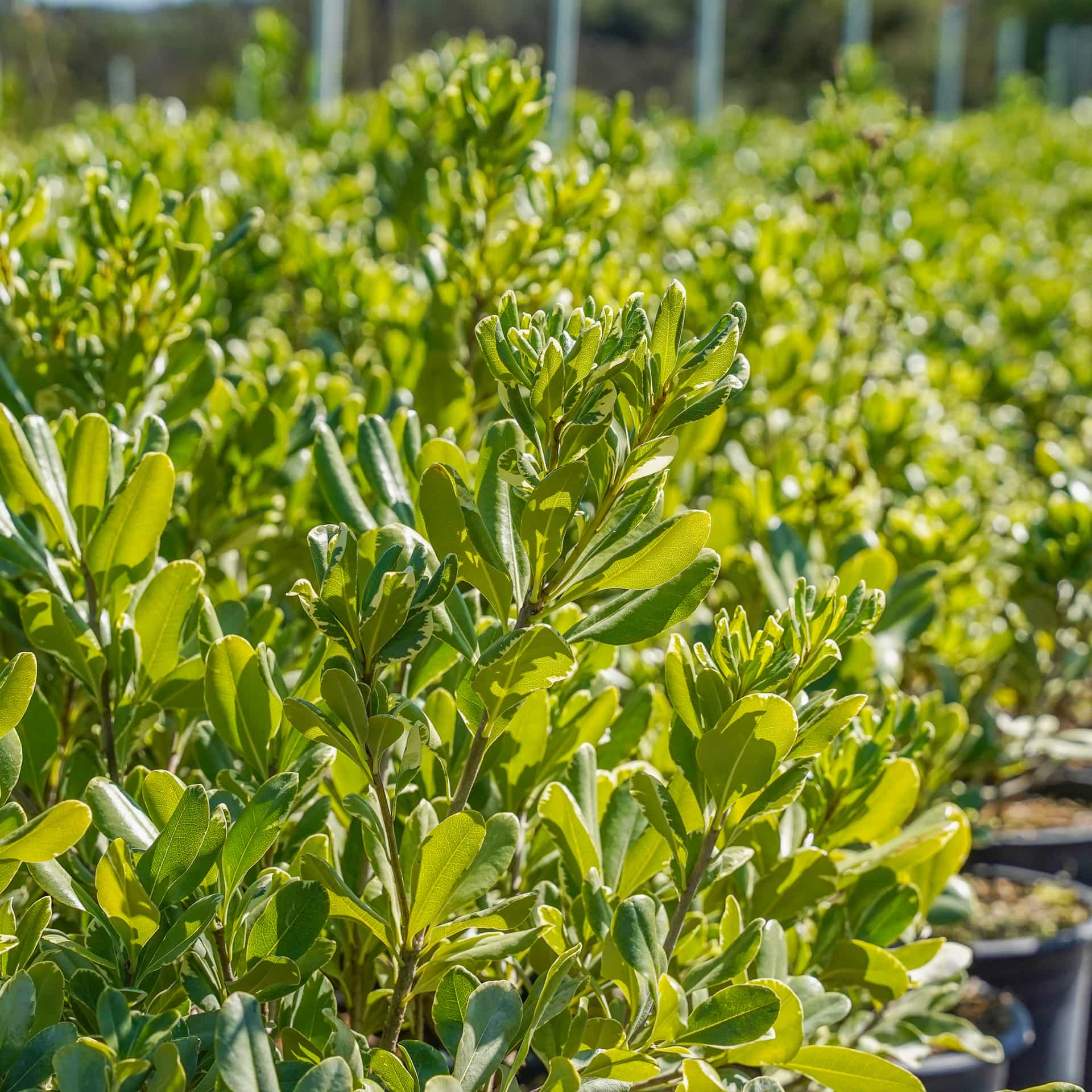 Variegated pittosporum
