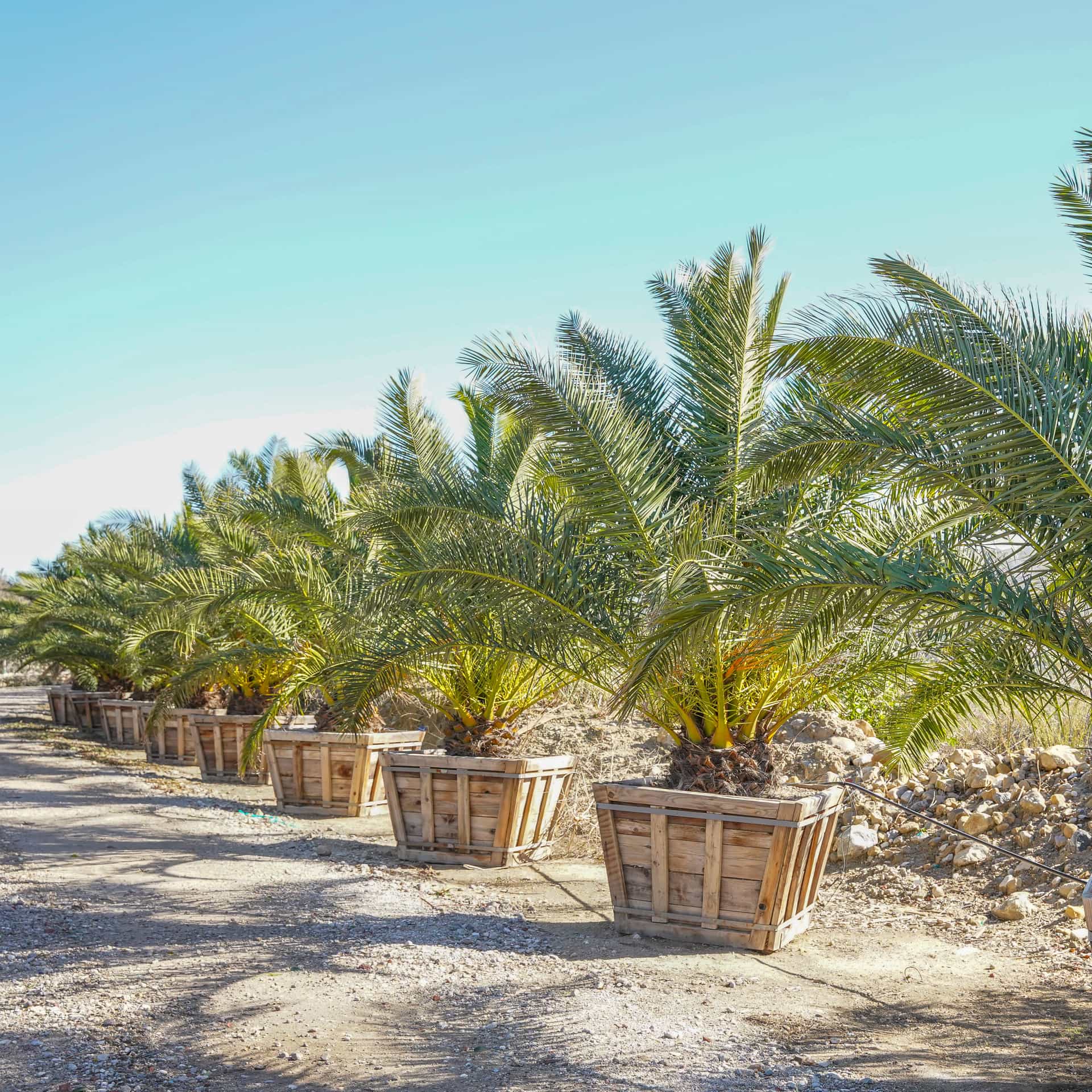Pineapple Palm (Canary Island Date Palm) row
