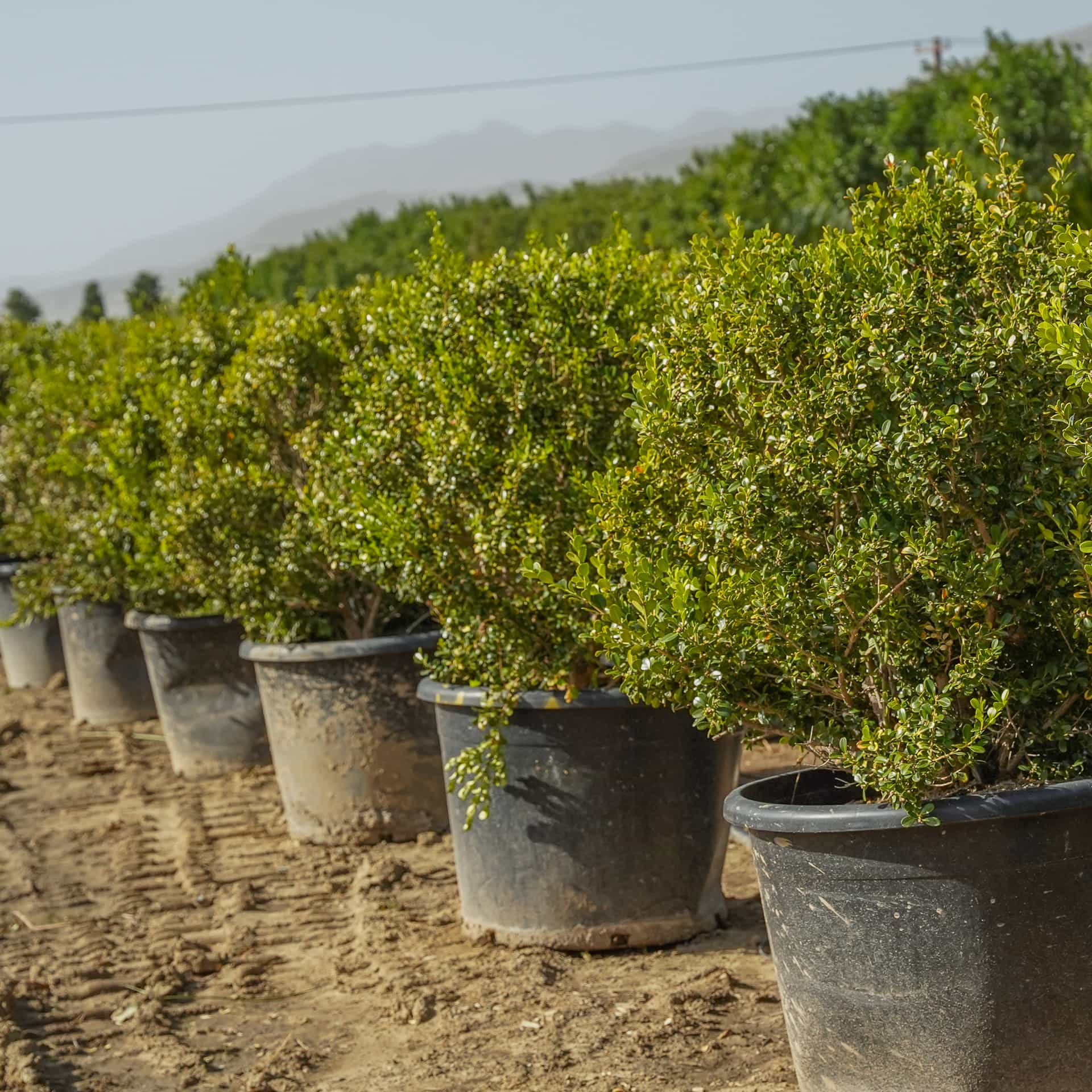 Japanese Boxwood row