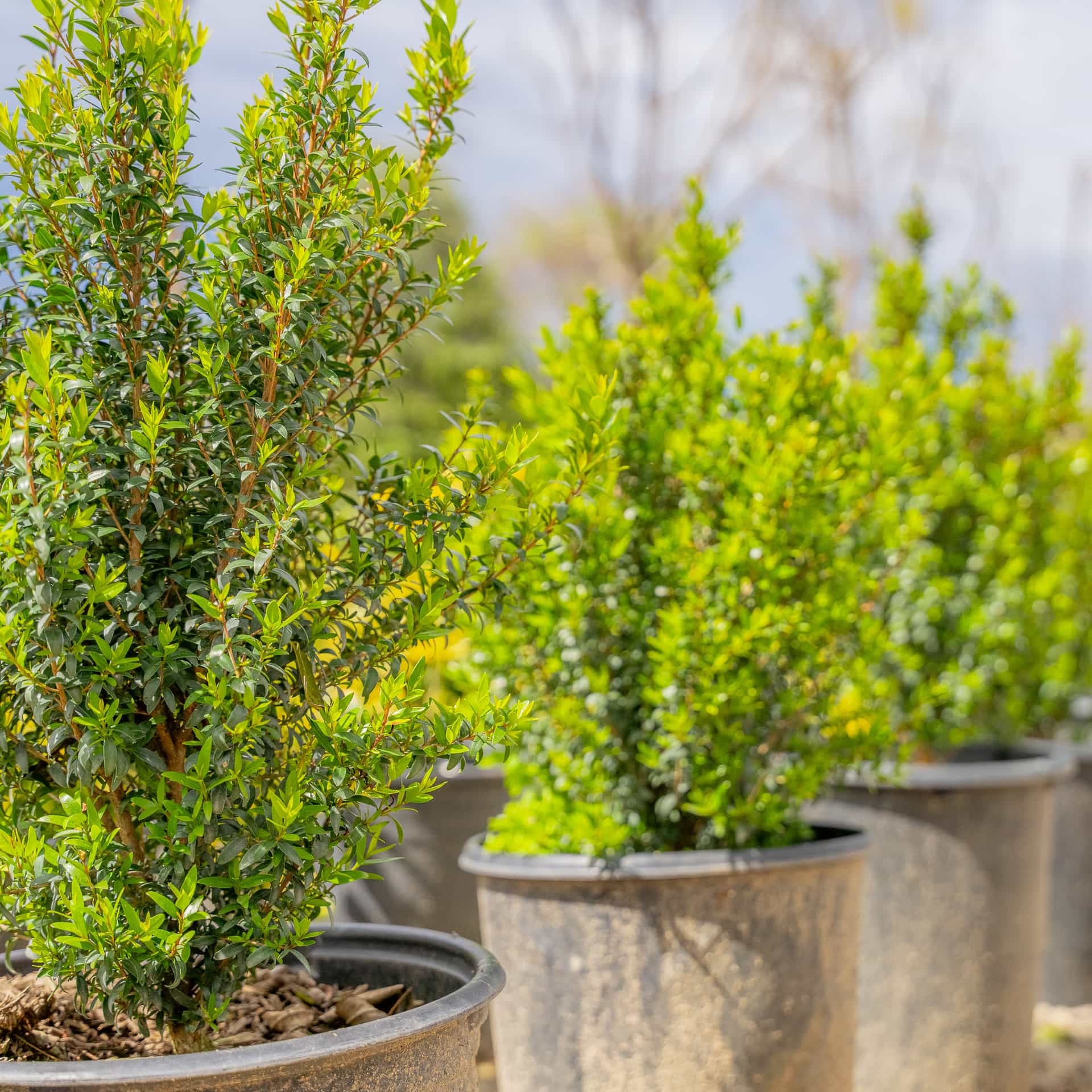 Dwarf Myrtle row
