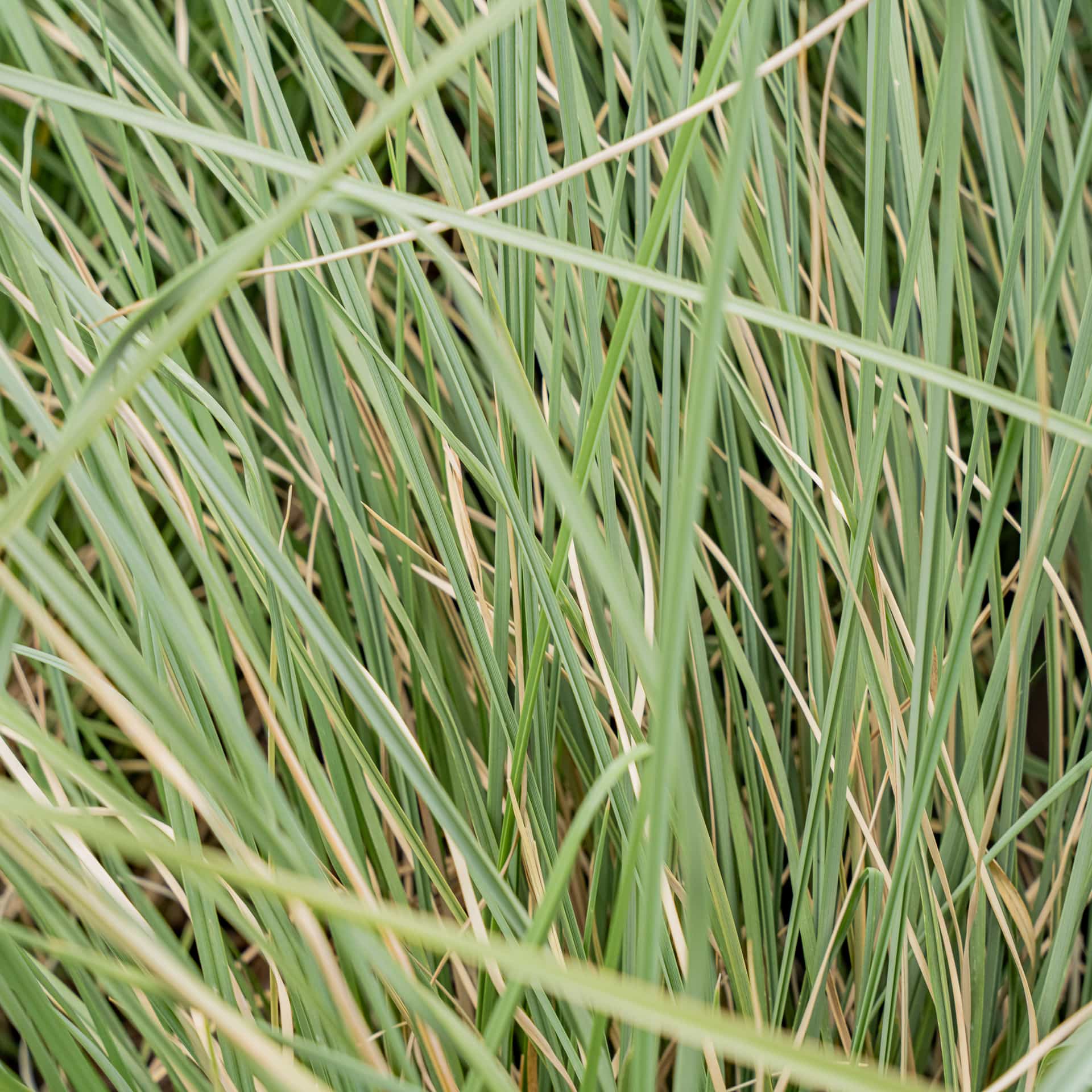 Deer Grass