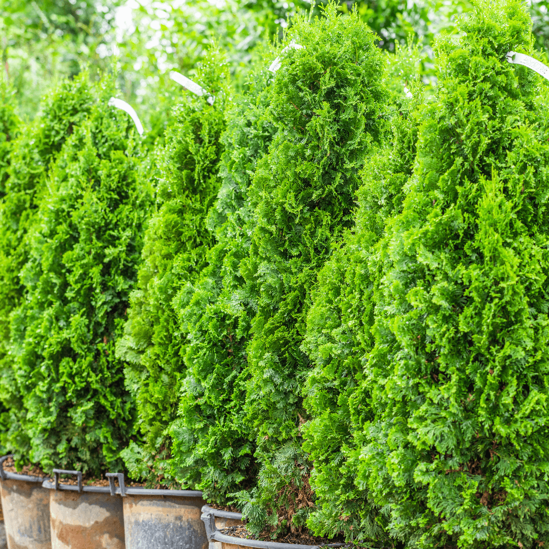 Degroot's Spire Arborvitae In a Row