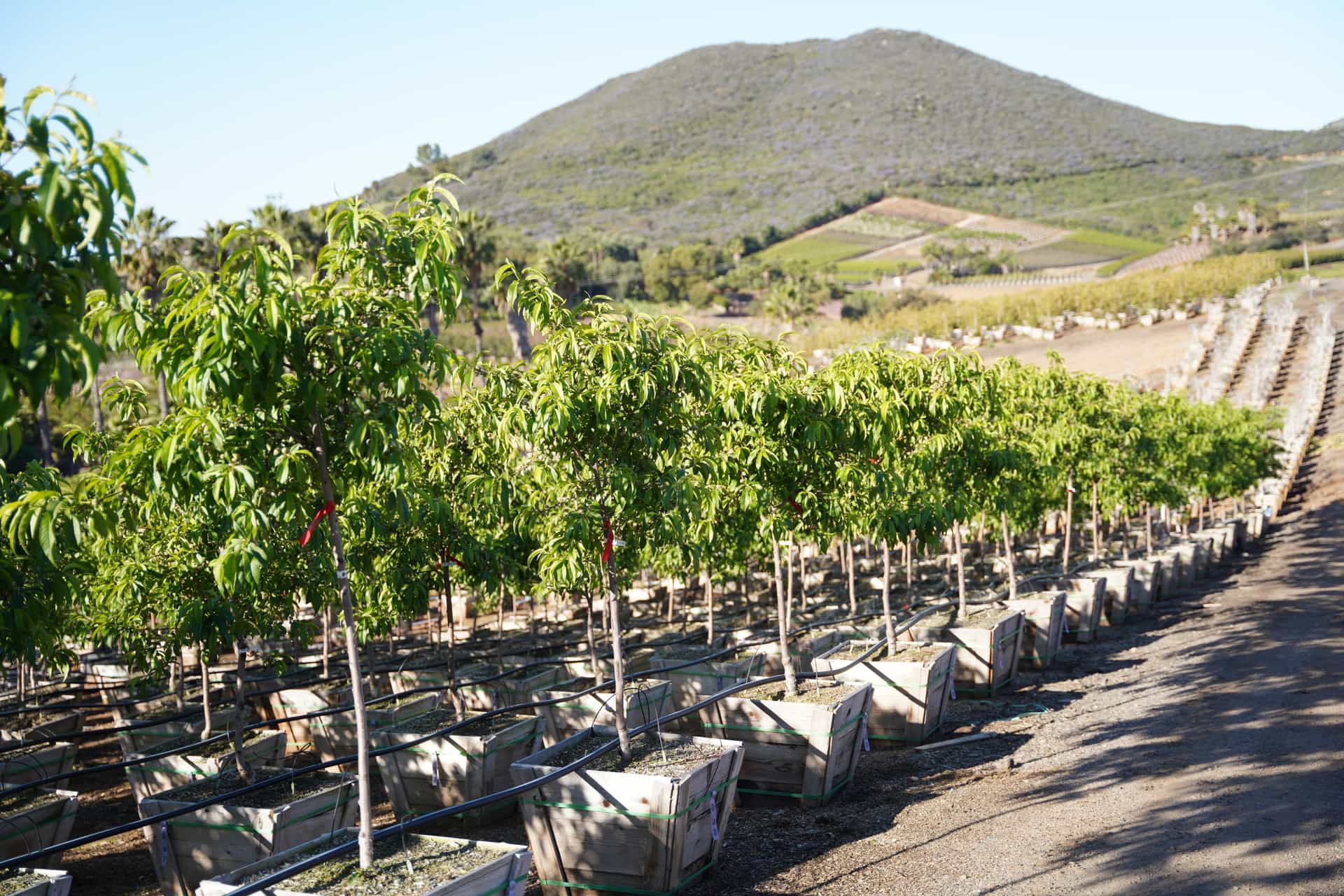 Desert Gold Peach Moon Valley Nurseries