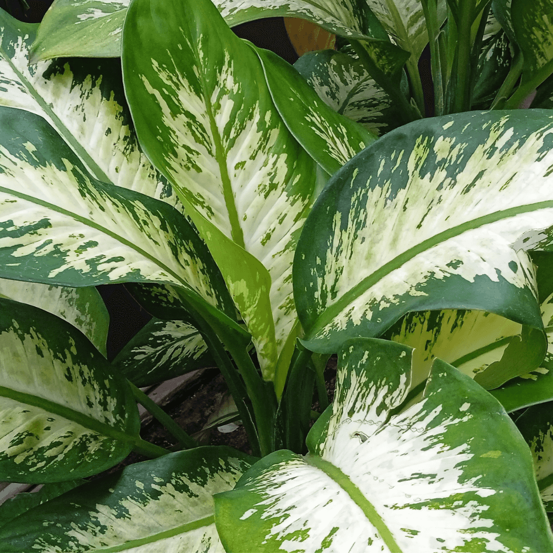 Luscious Green Dieffienbachia