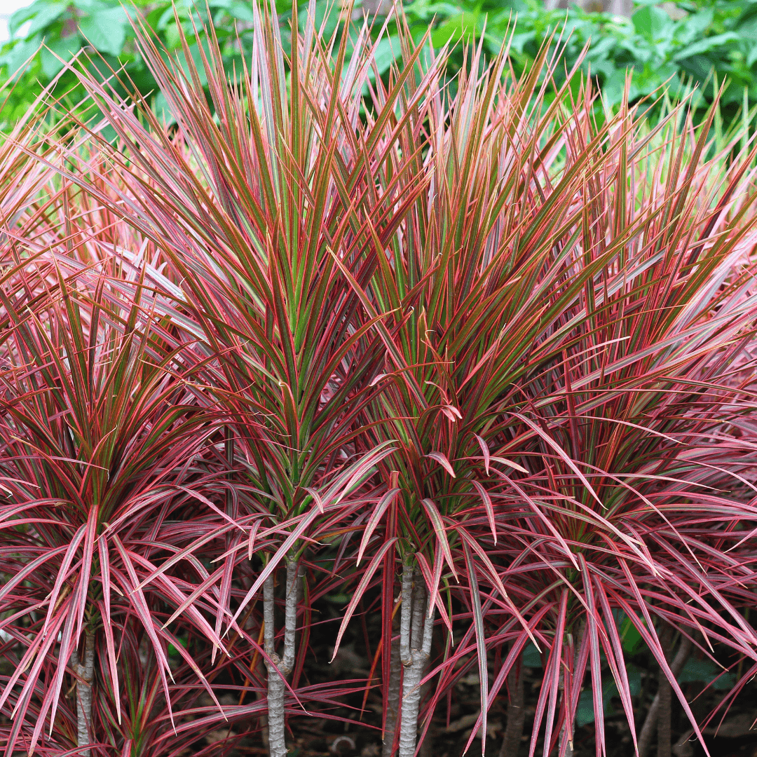 Lush Indoor Dracaena Tree