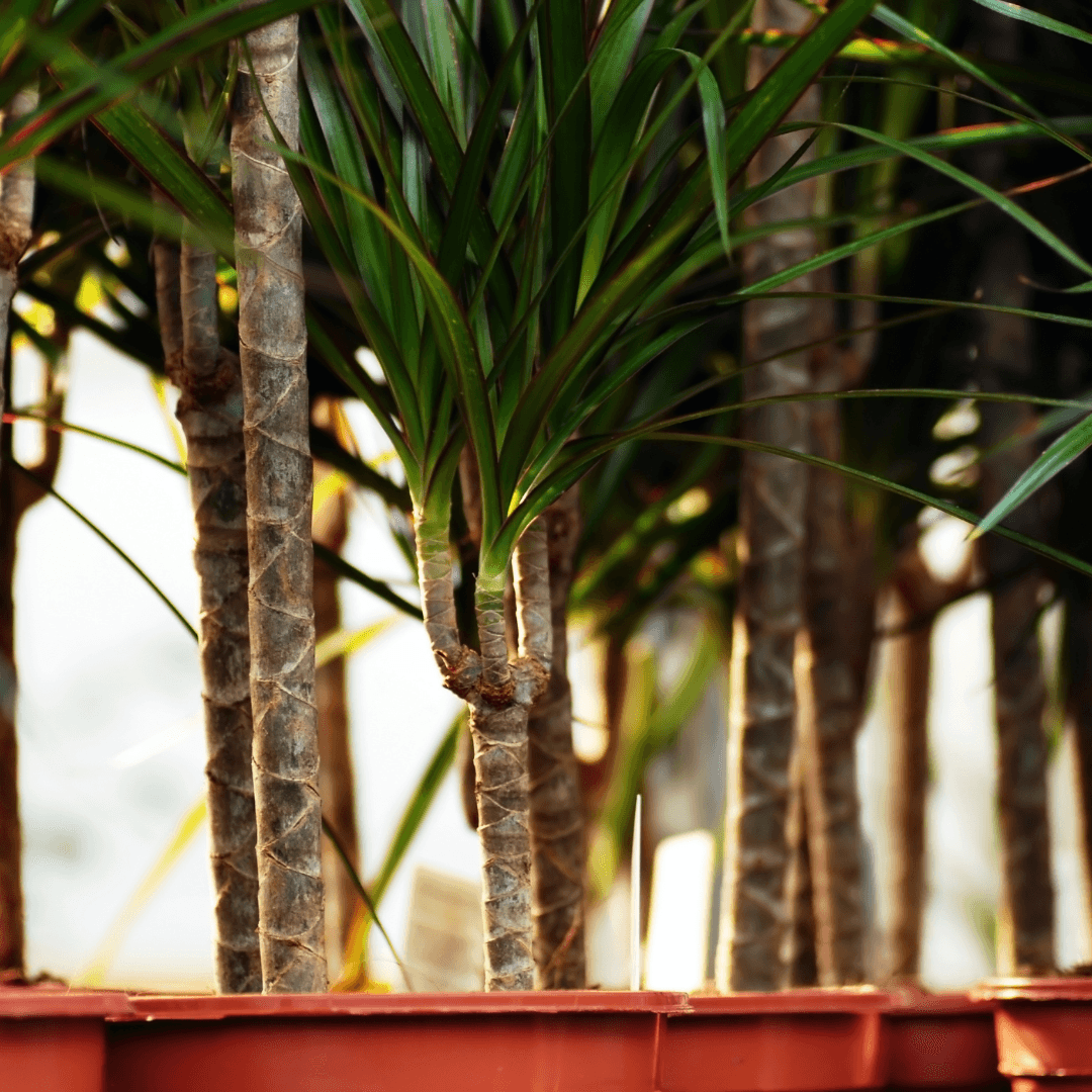 Lush Indoor Dracaena Tree Potted