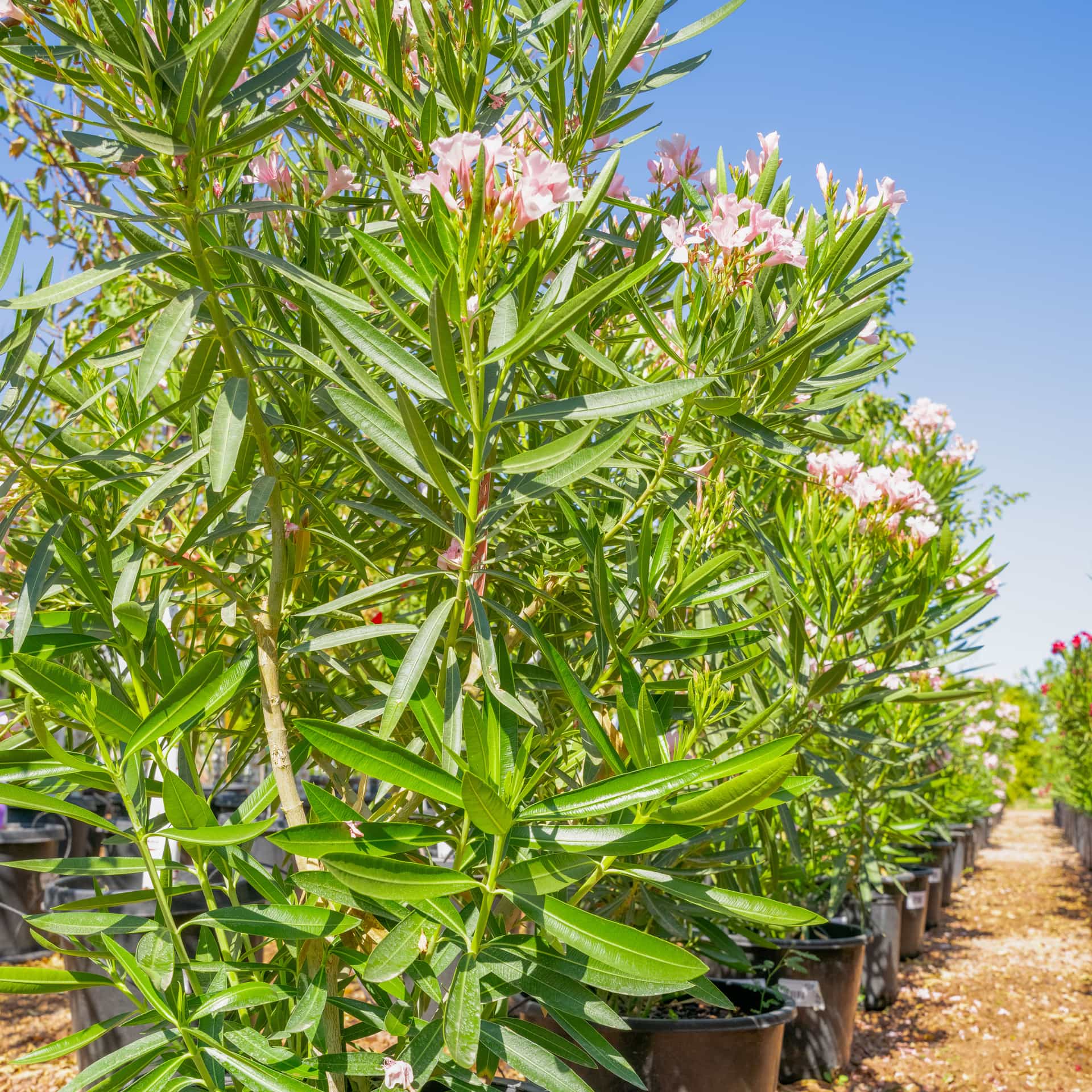 Dwarf Oleander Pink