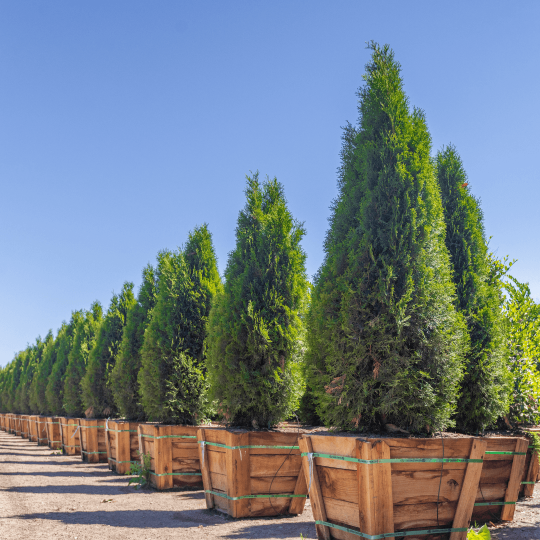 Emerald Arborvitae Potted in a Row