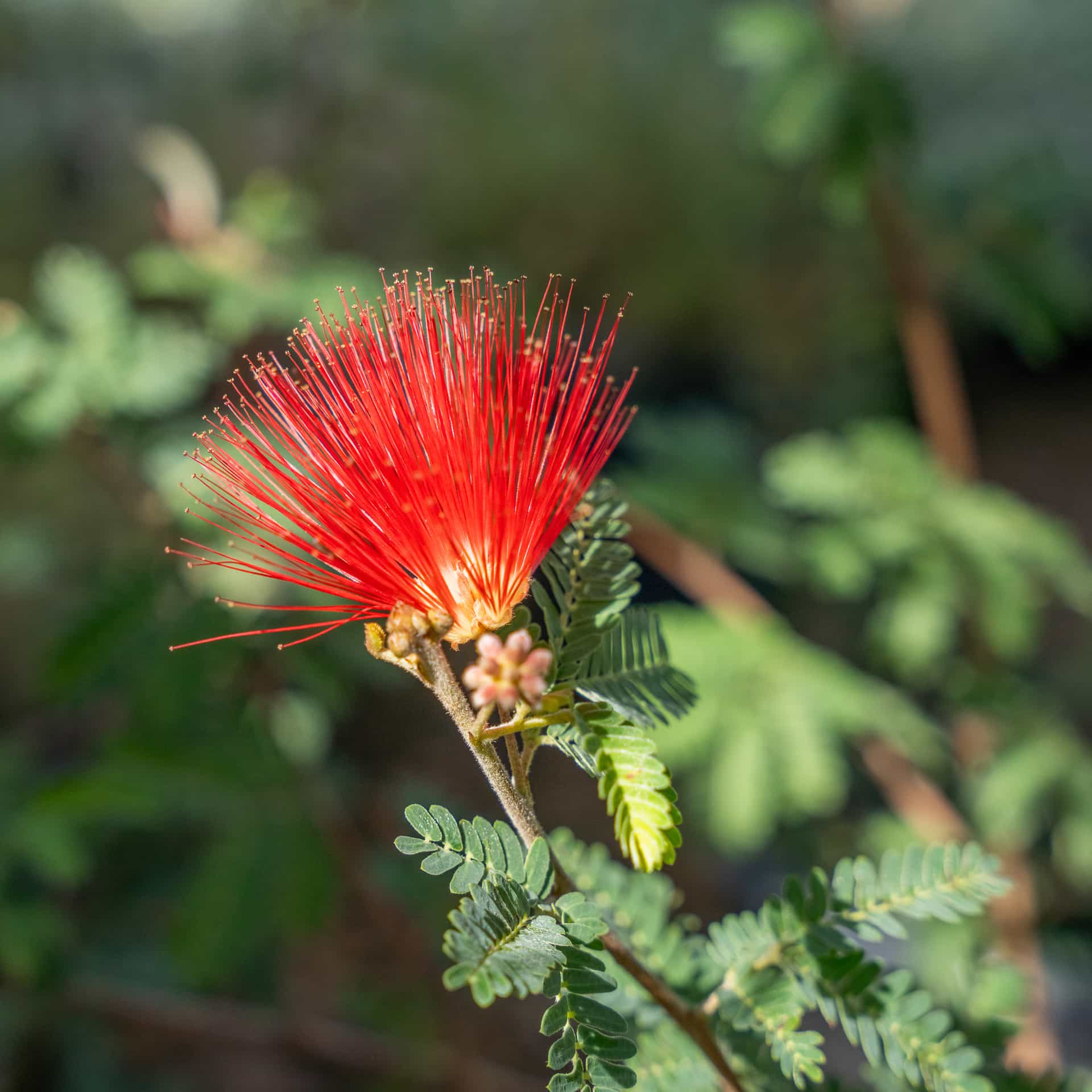 Fairy Duster