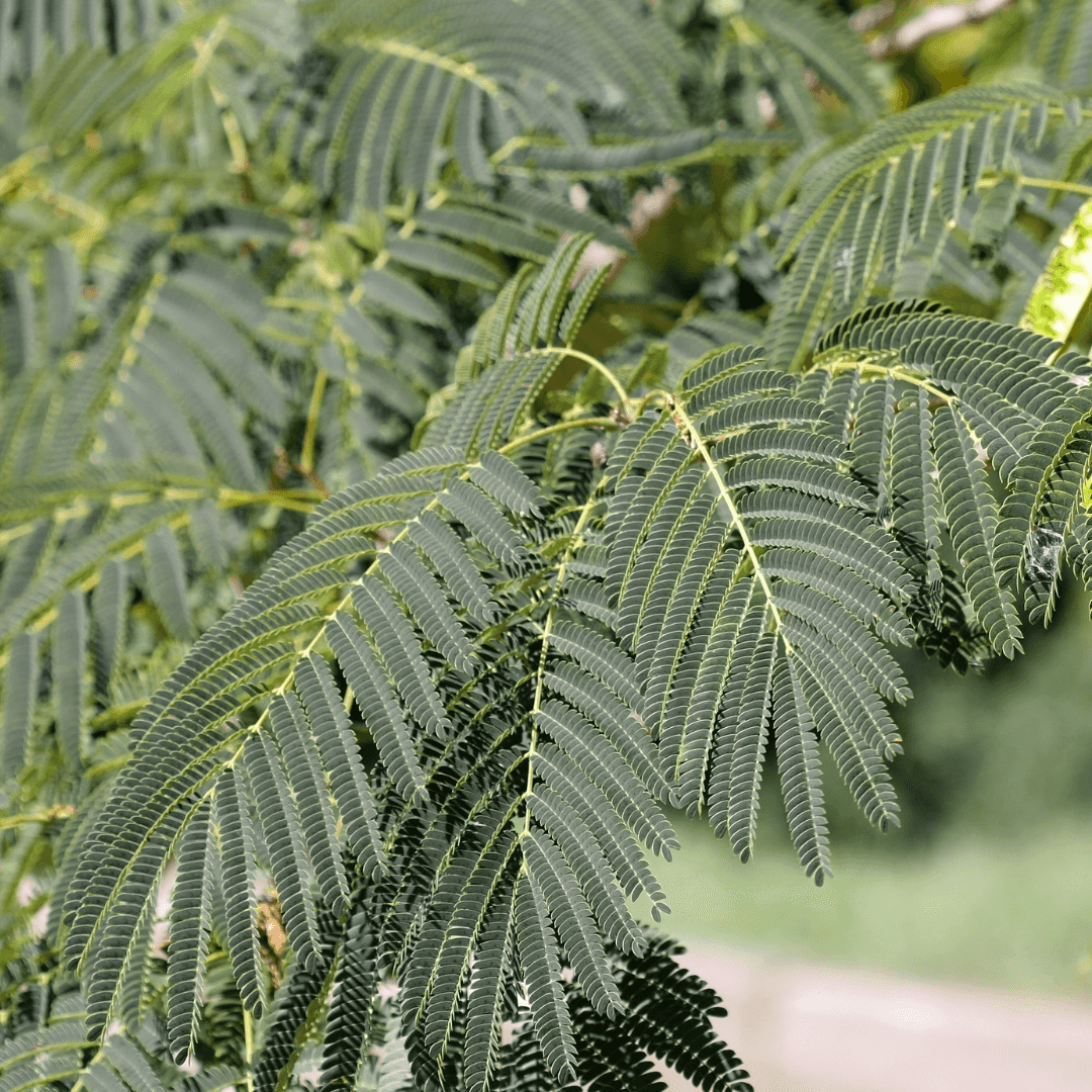 Mature Green Fern Leaf Acacia Branch 