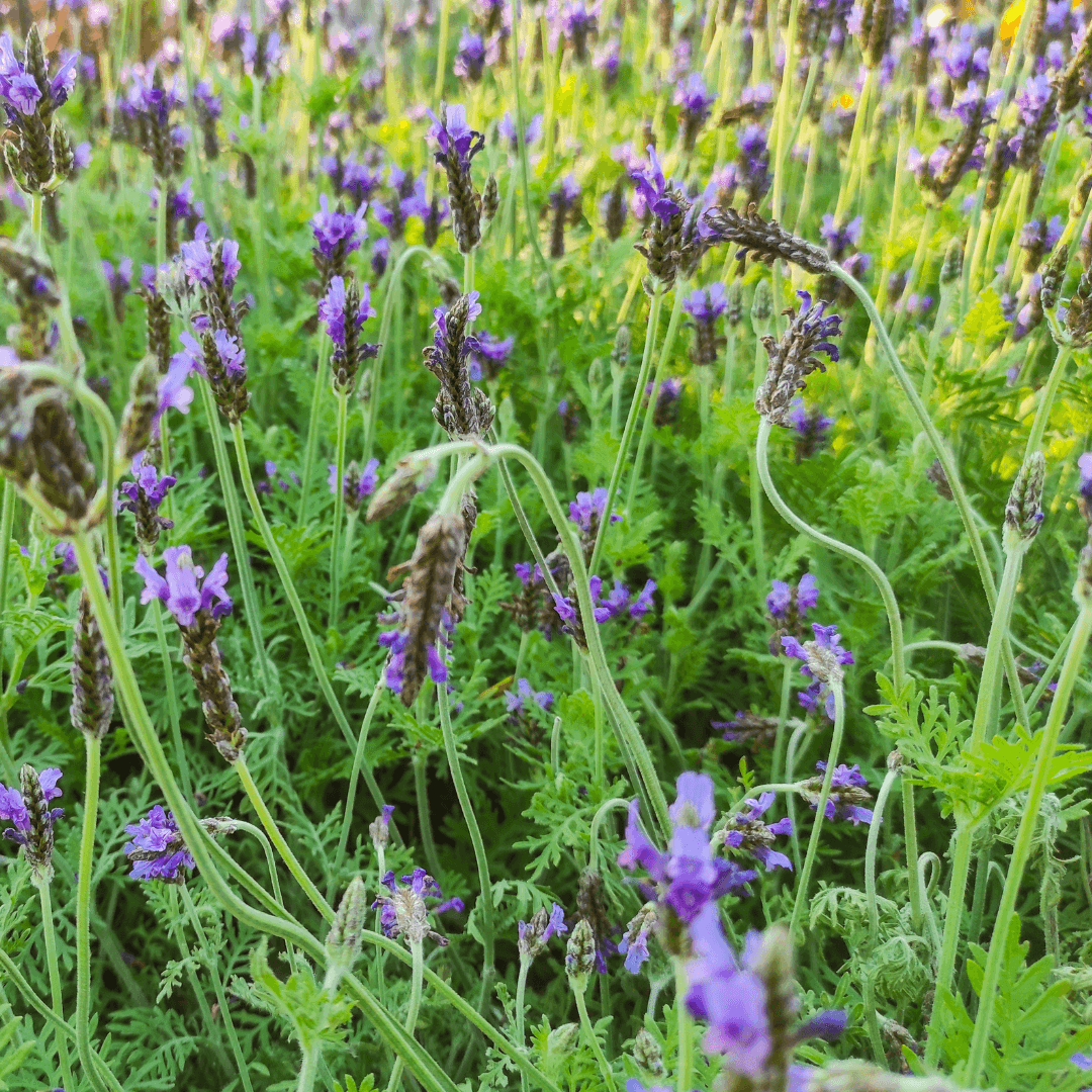 Dense Mature Fern Leaf Lavender with Beautiful Purple Blooms