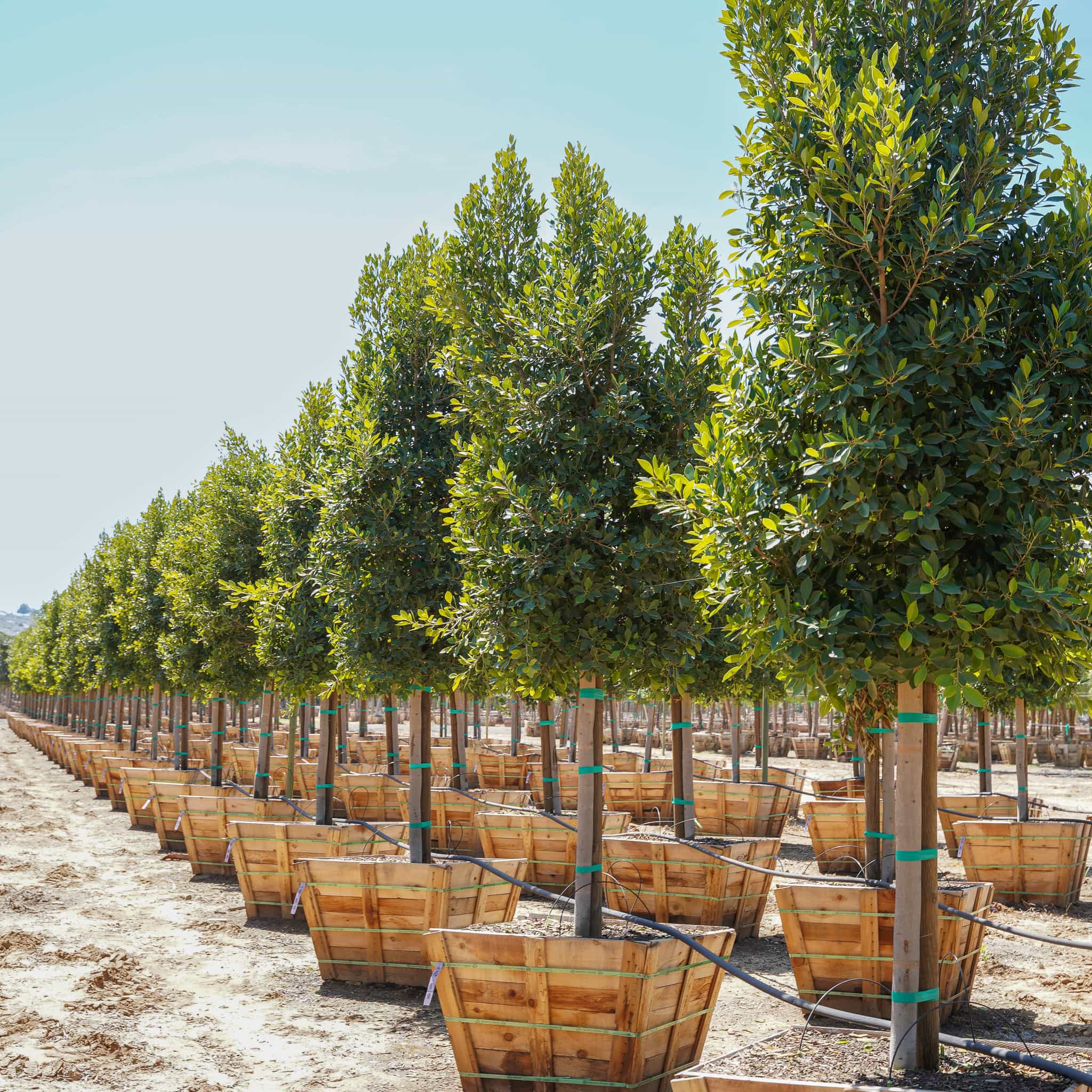 Ficus Indian Laurel row in the nursery