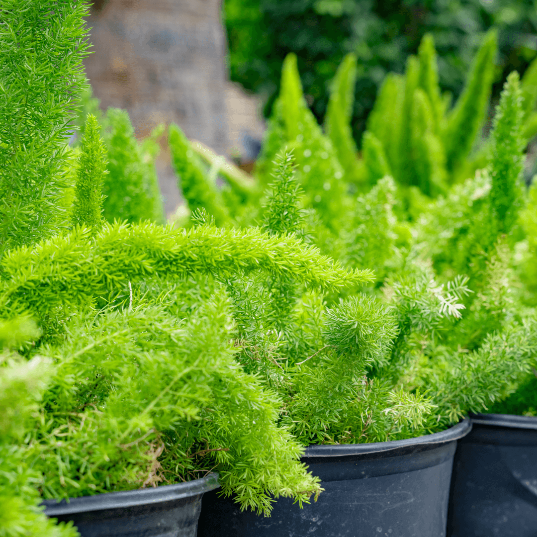 Fox Tail Fern Close Up
