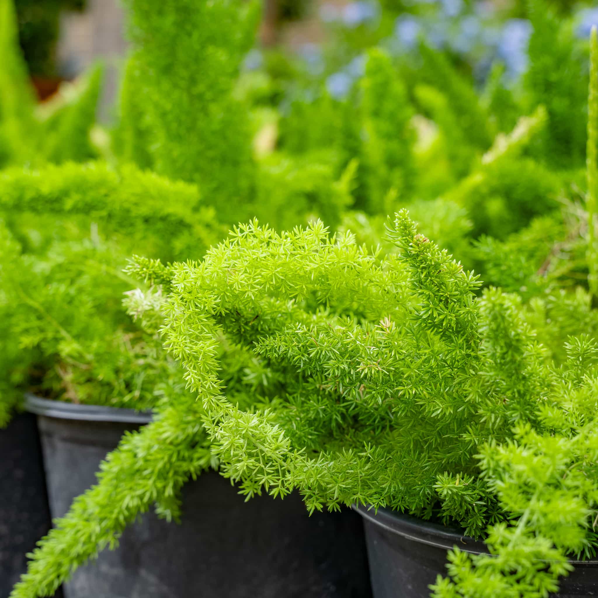 Foxtail Fern 