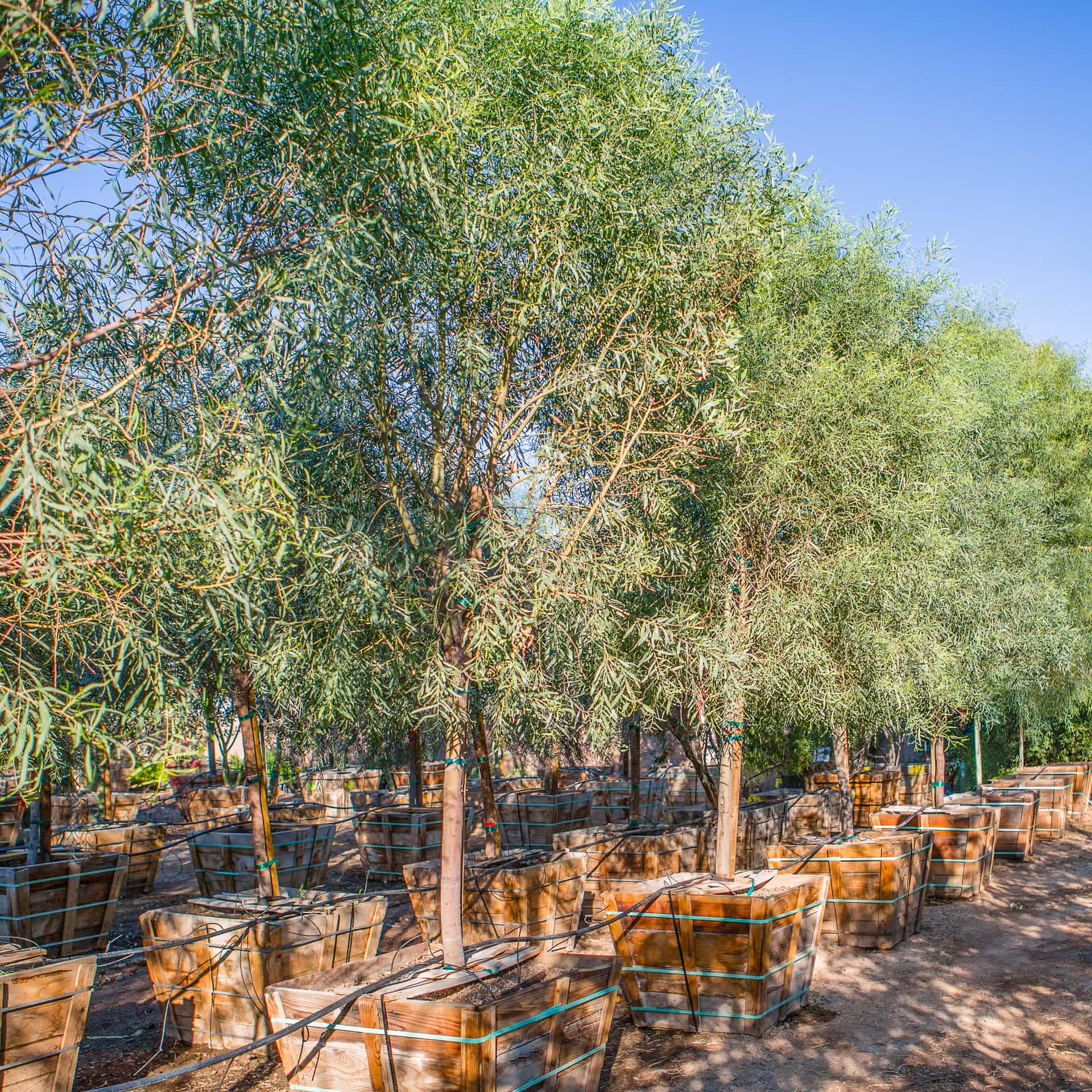 Willow Acacia
