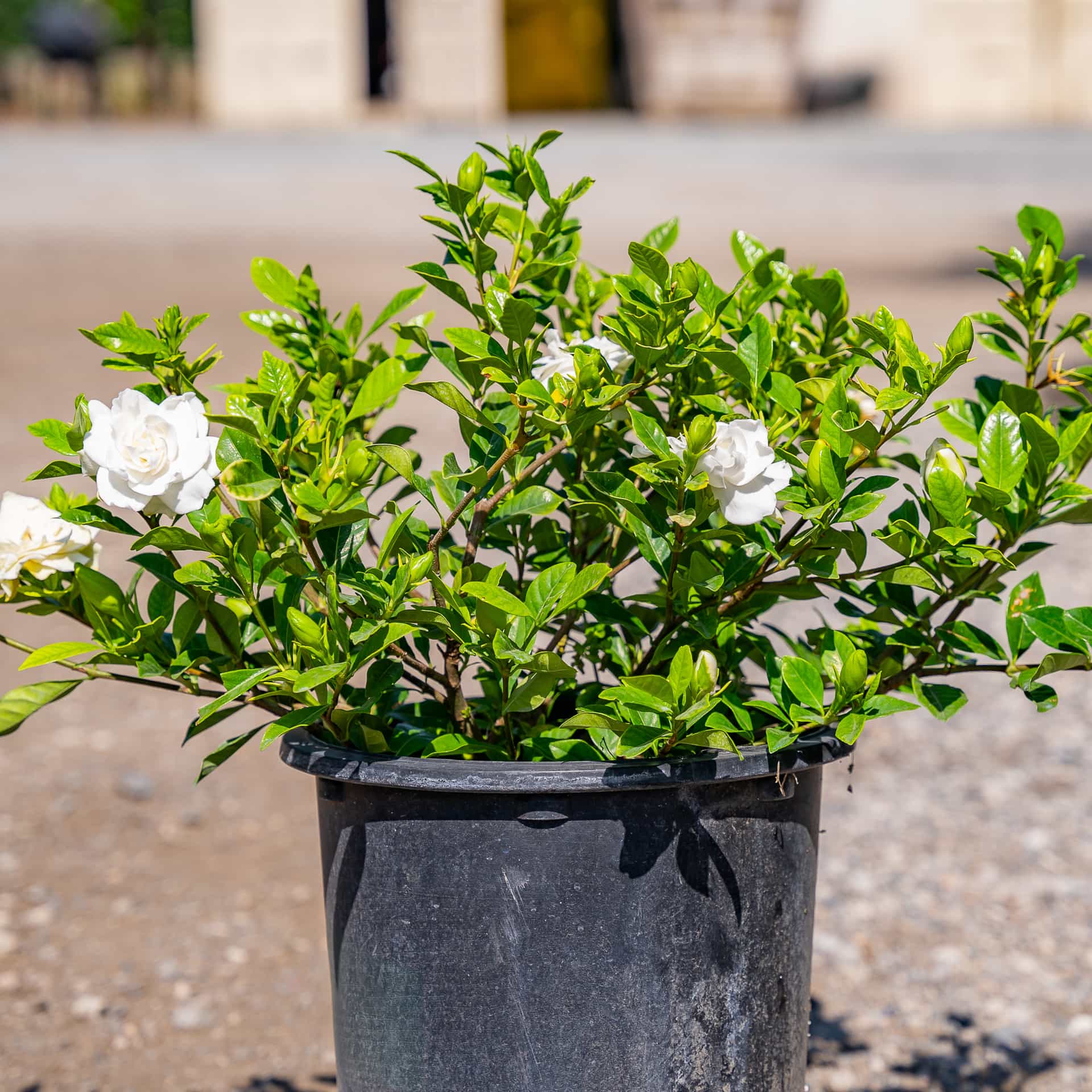 Gardenia