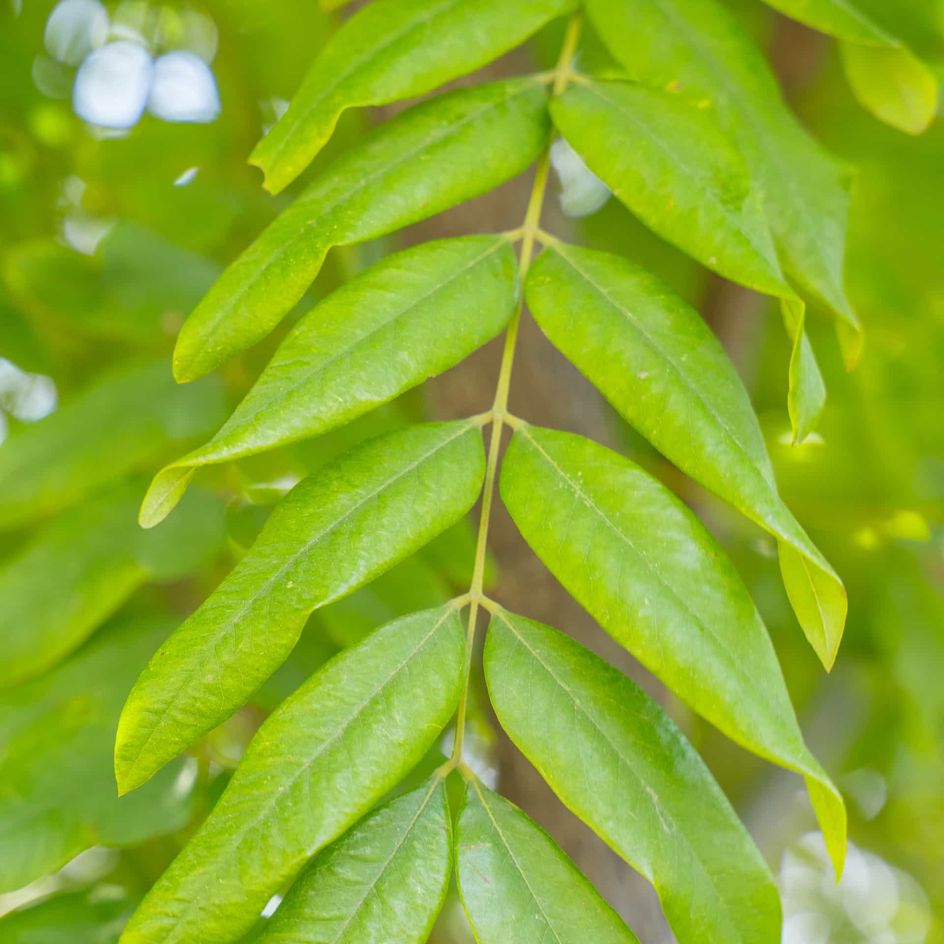 Gold Medallion Tree