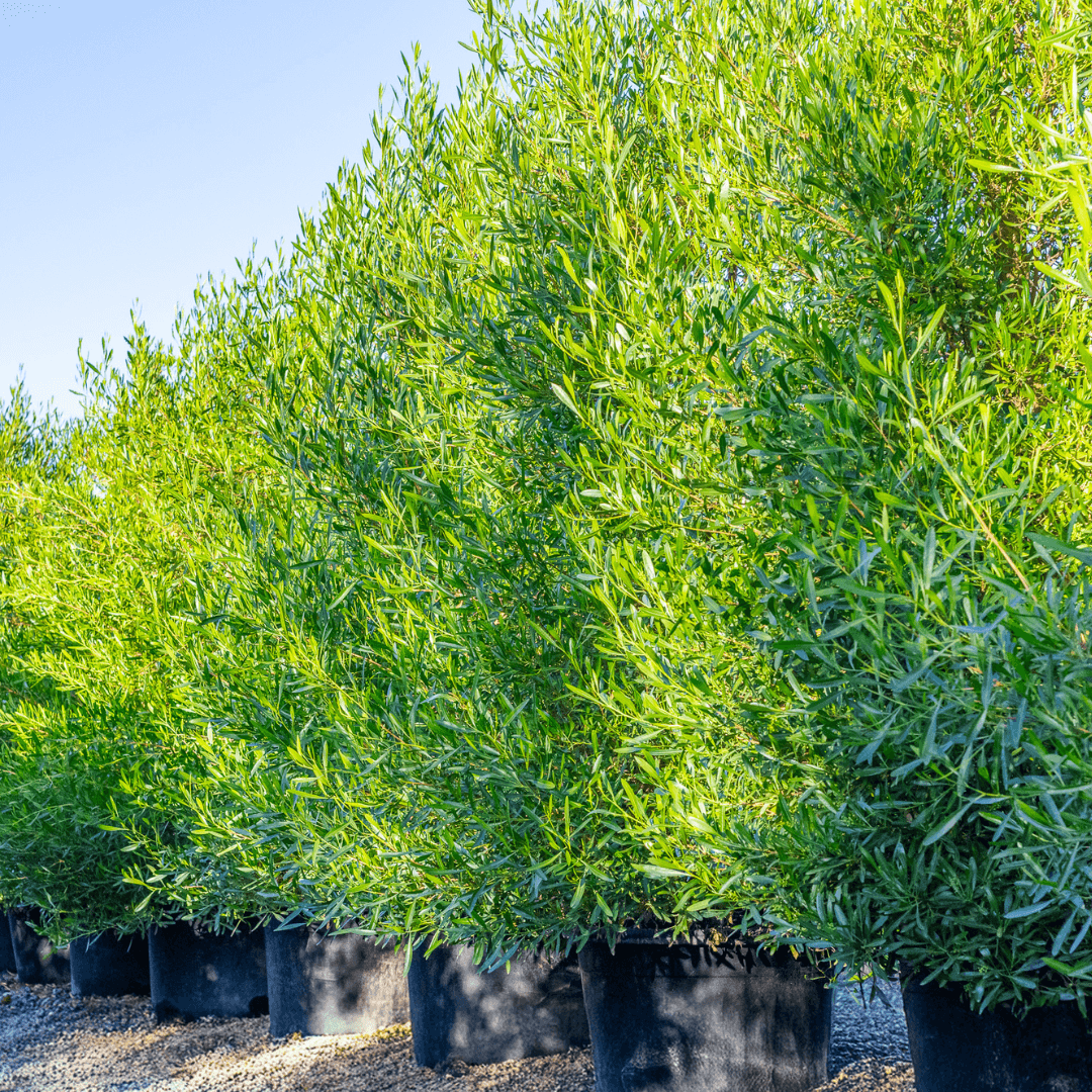 Multiple Mature Green Hopseed Plants in a Row at Nursery