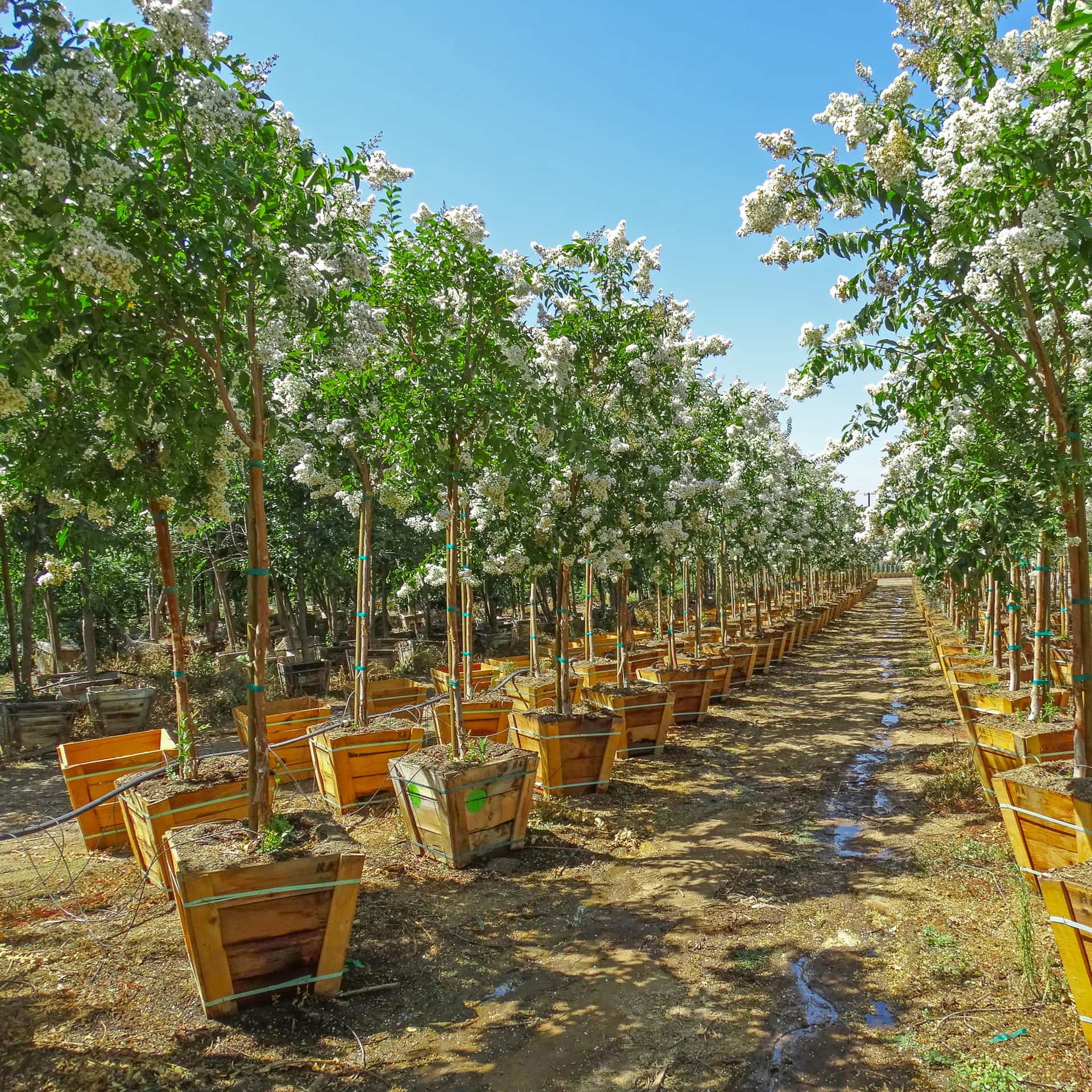 Natchez Crape Myrtle Nursery Row