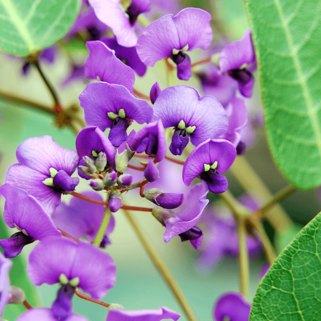 Hardenbergia Blooms Close Up Photo with Vibrant Purple Flowers