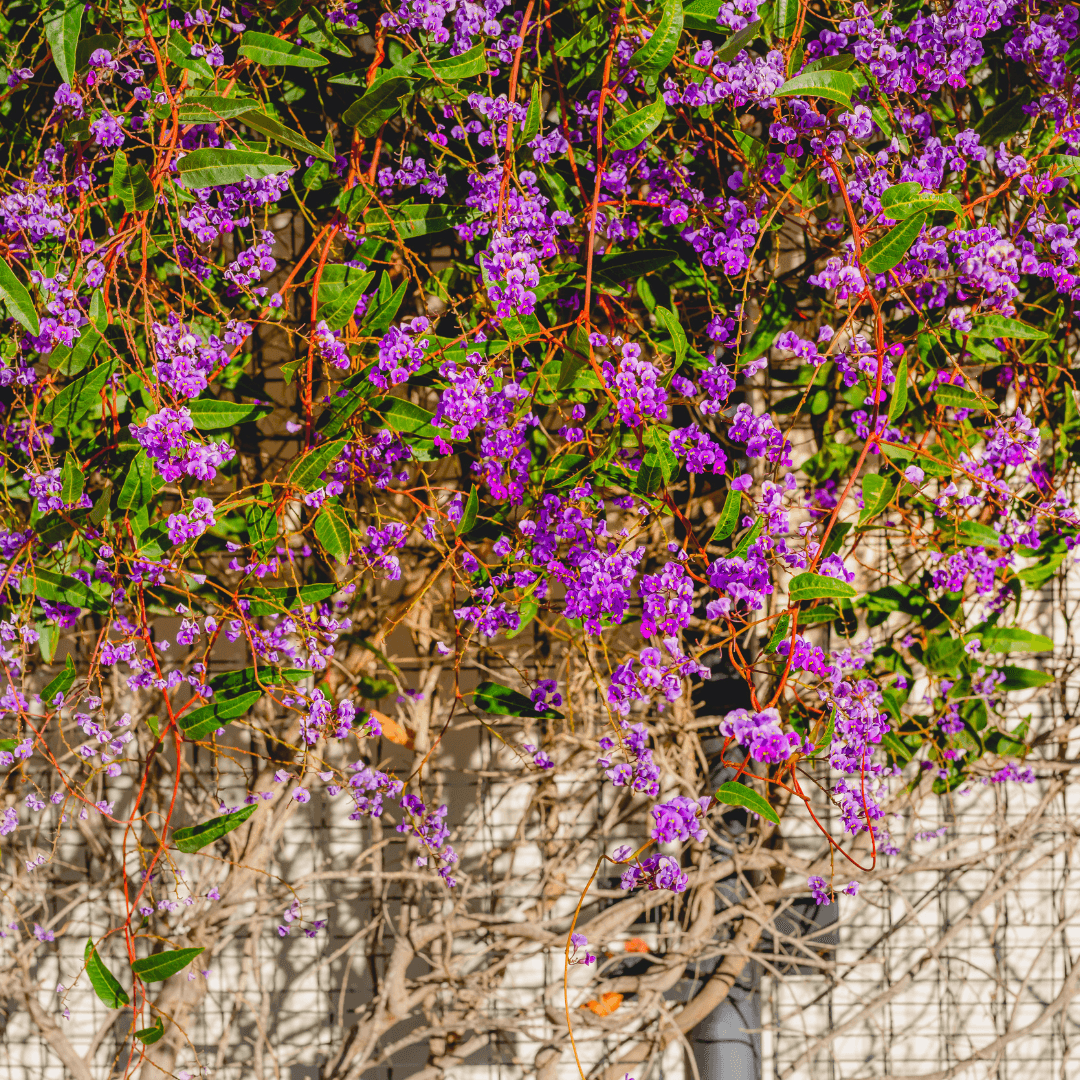 Hardenbergia Blooms Close Up Photo with Vibrant Purple Flowers Growing On Trellis 