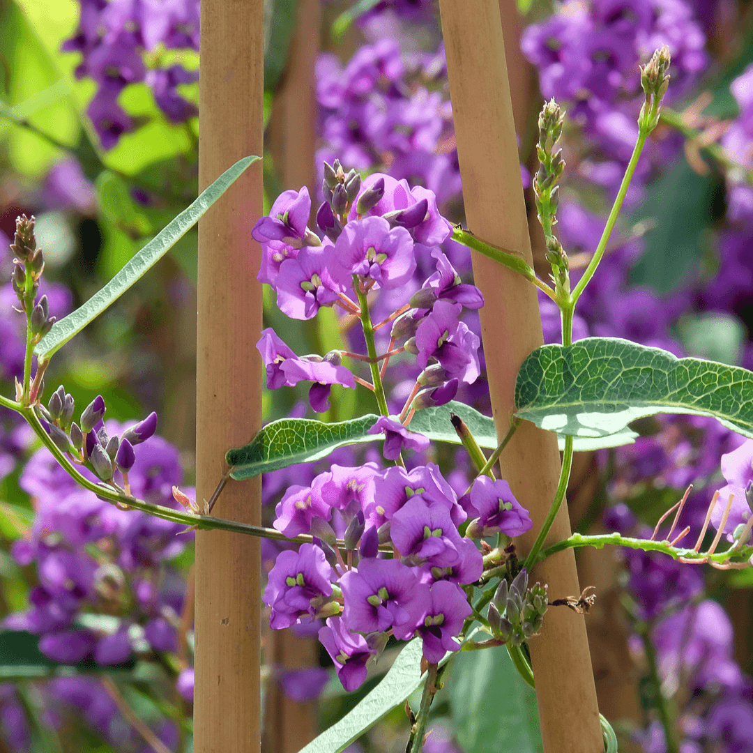 Hardenbergia Blooms Close Up Photo with Vibrant Purple Flowers Growing On Support Poles