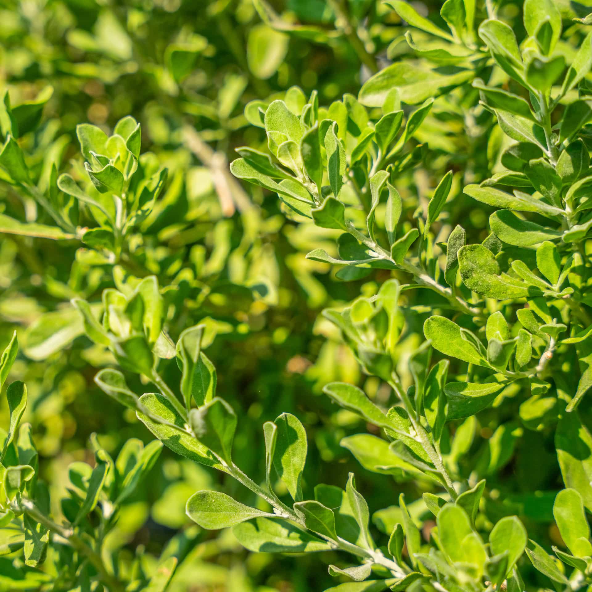 Heavenly Cloud Sage