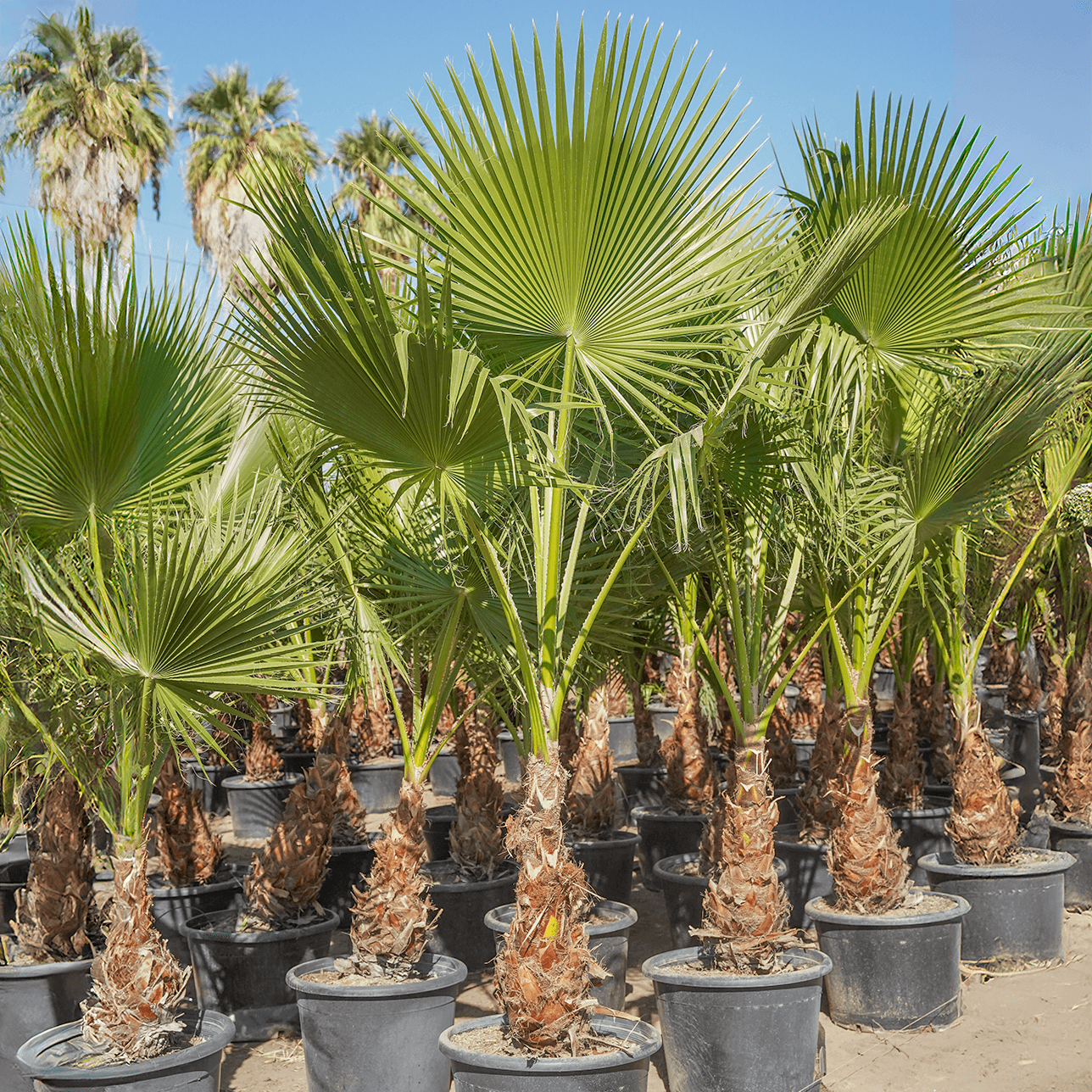 Hybrid Fan Palm