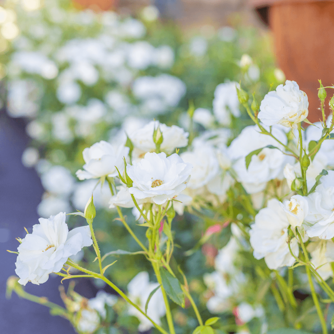 Iceberg Roses