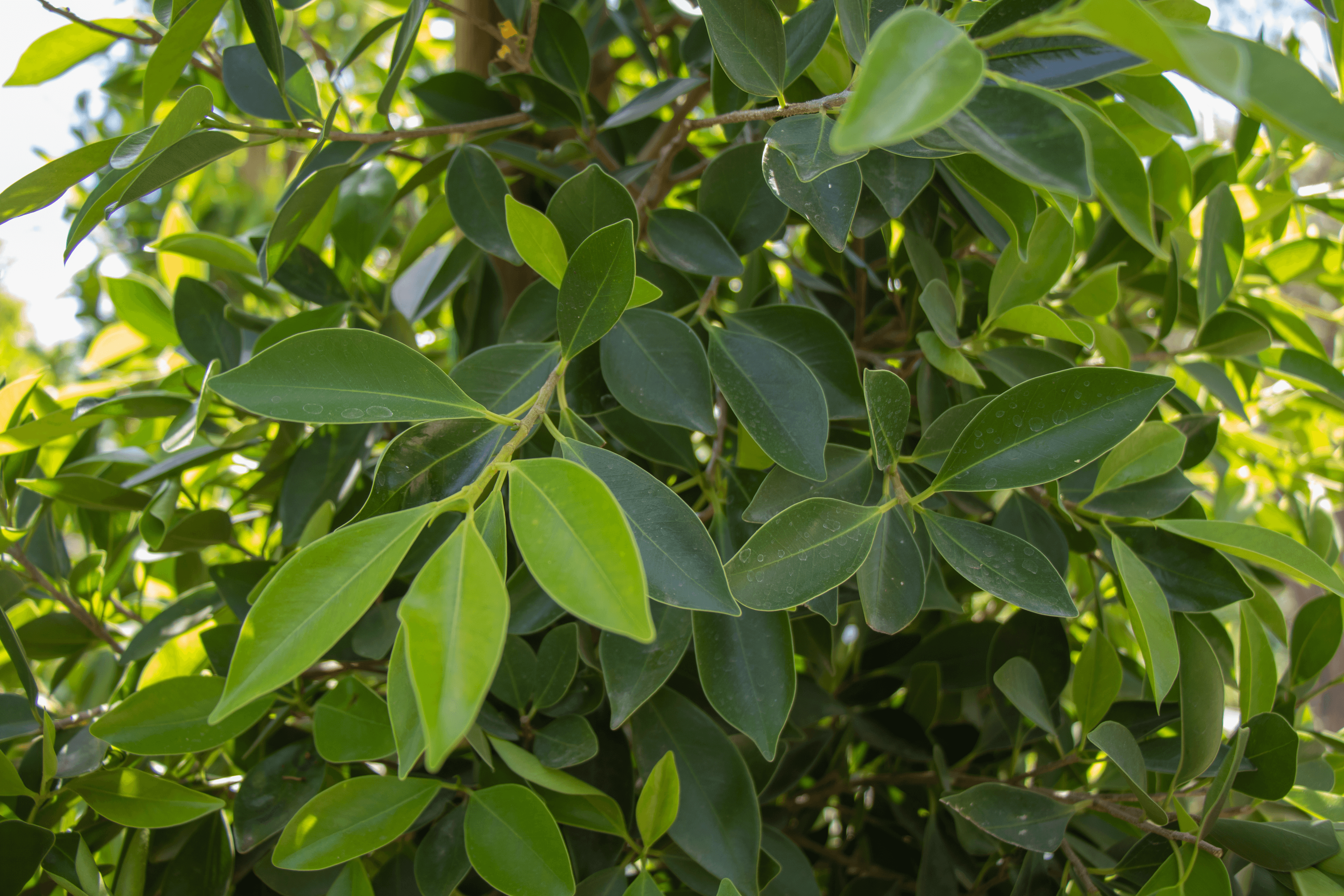Indian Laurel Leave