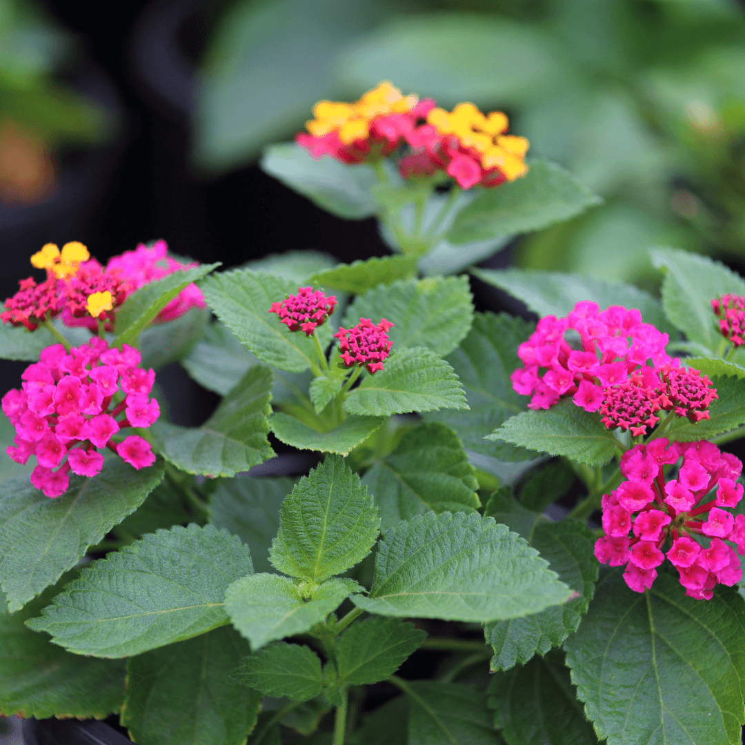 Beautiful Blooming Irene Lantana with Multiple Colored Vibrant Blooms