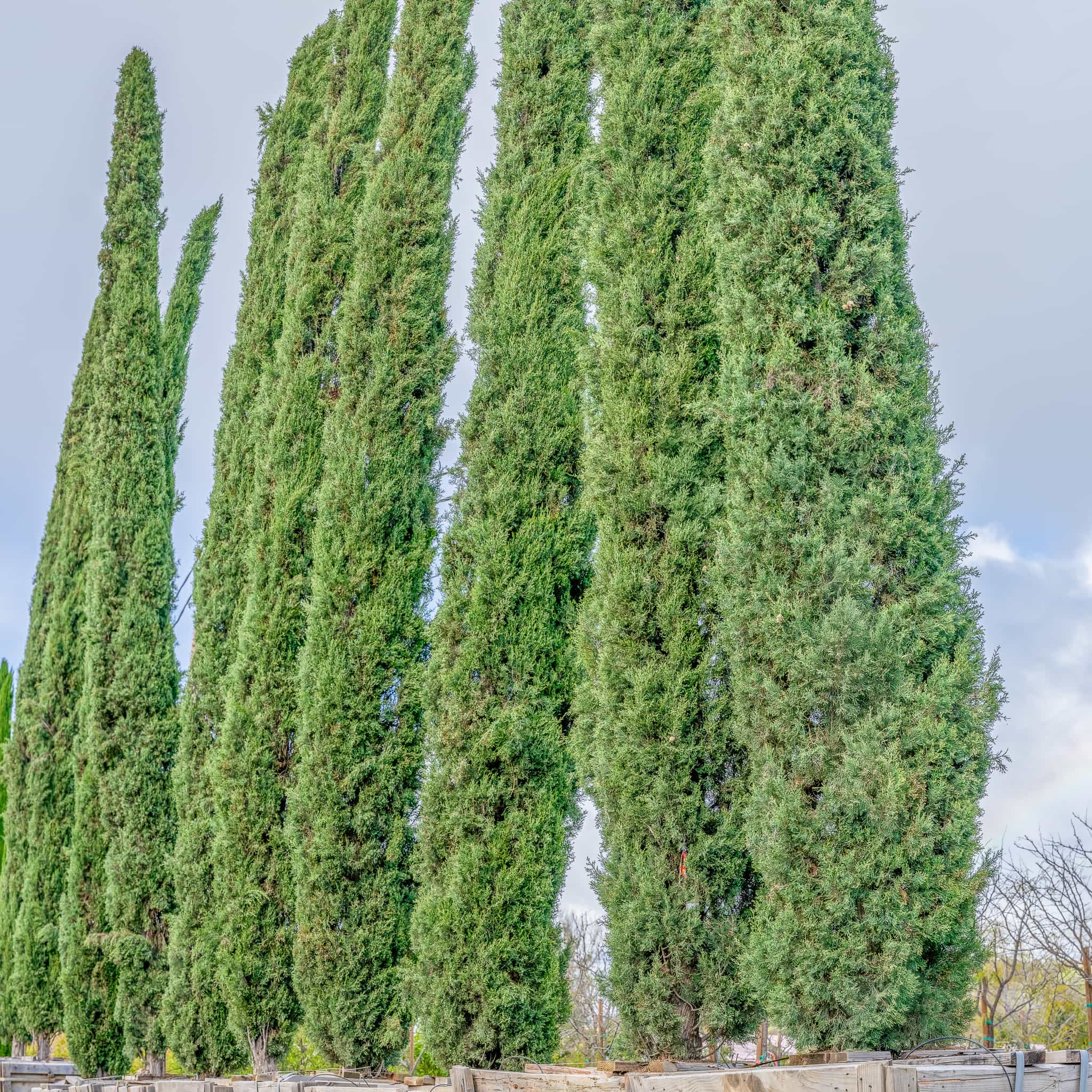 Italian Cypress