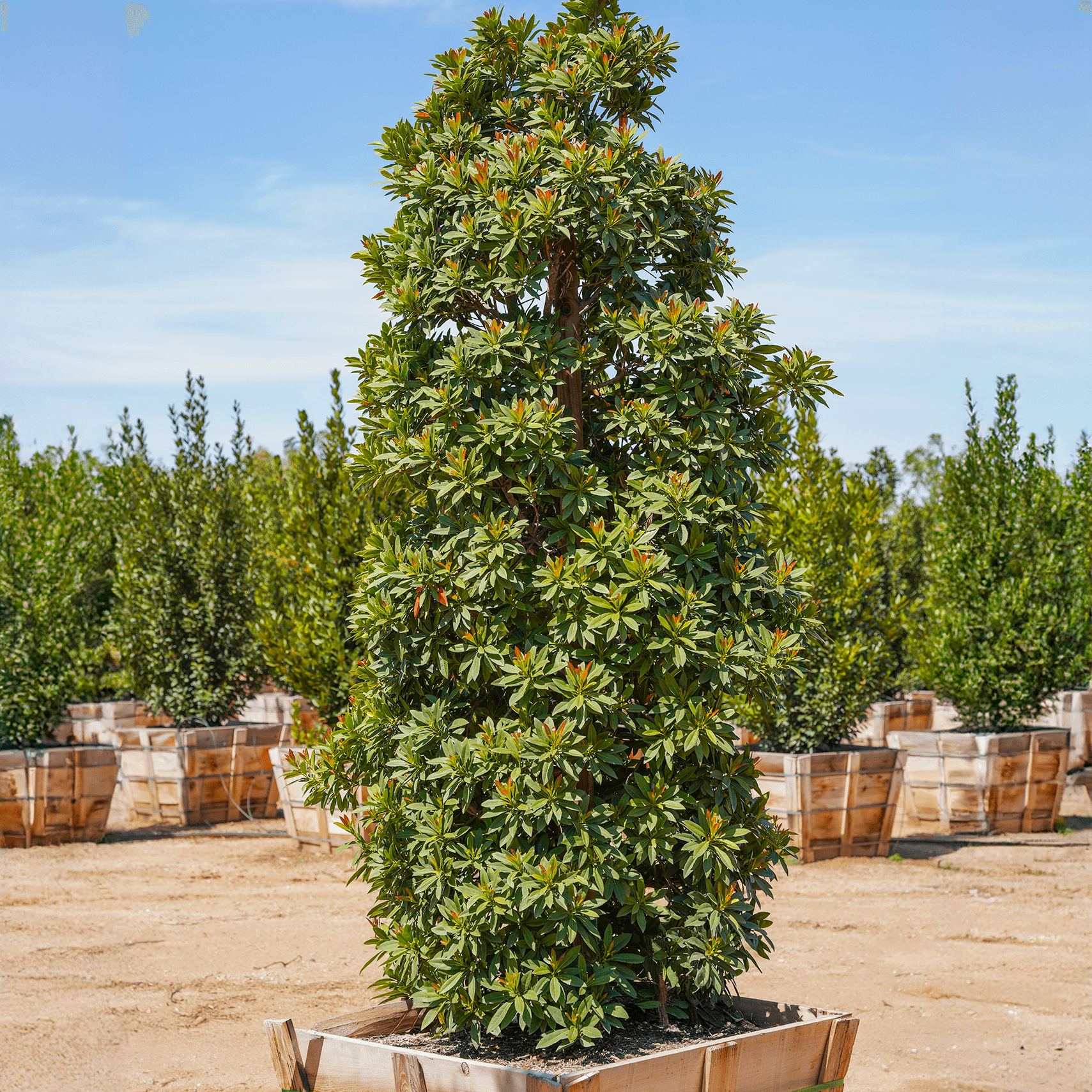 Japanese Blueberry column
