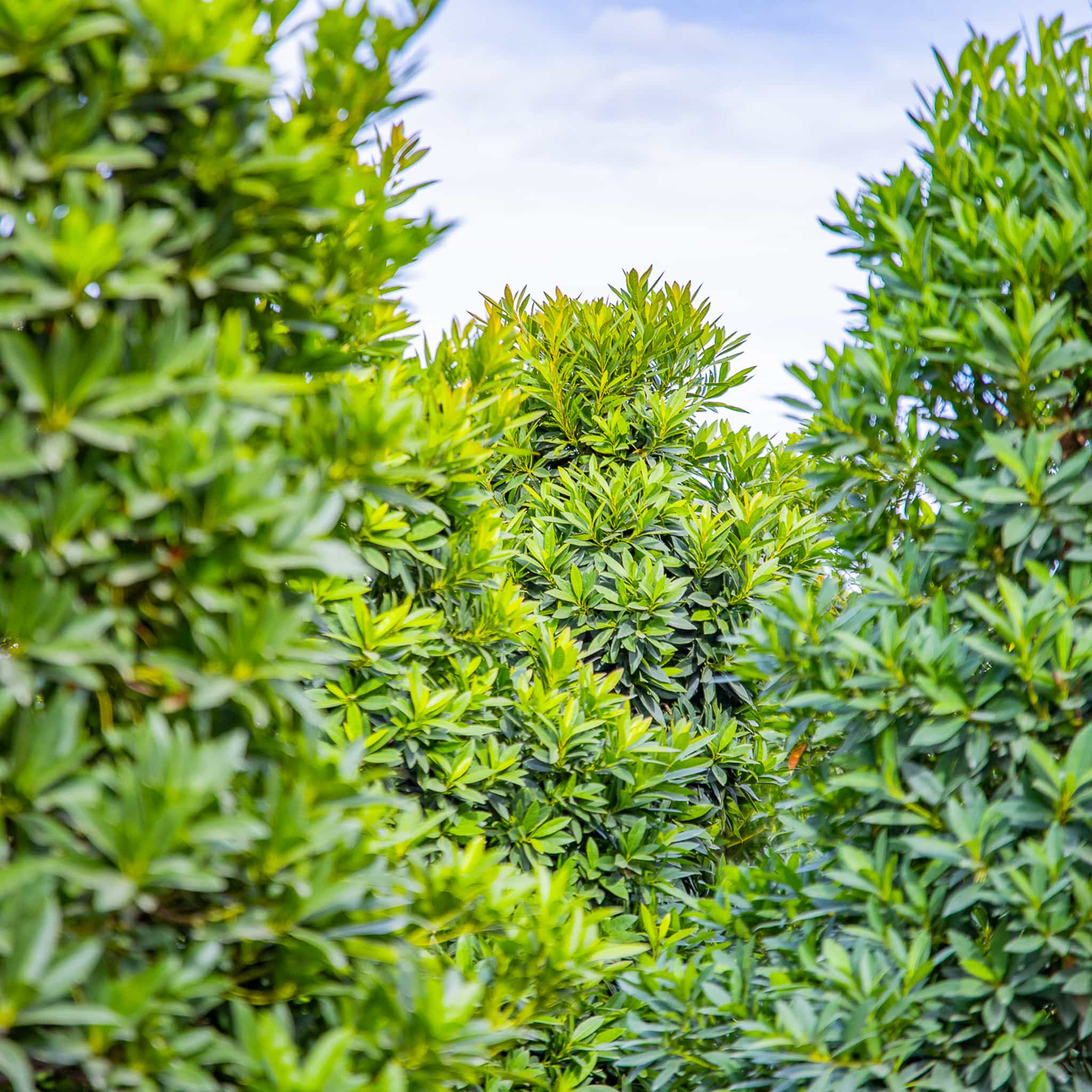 Japanese Blueberry leaves