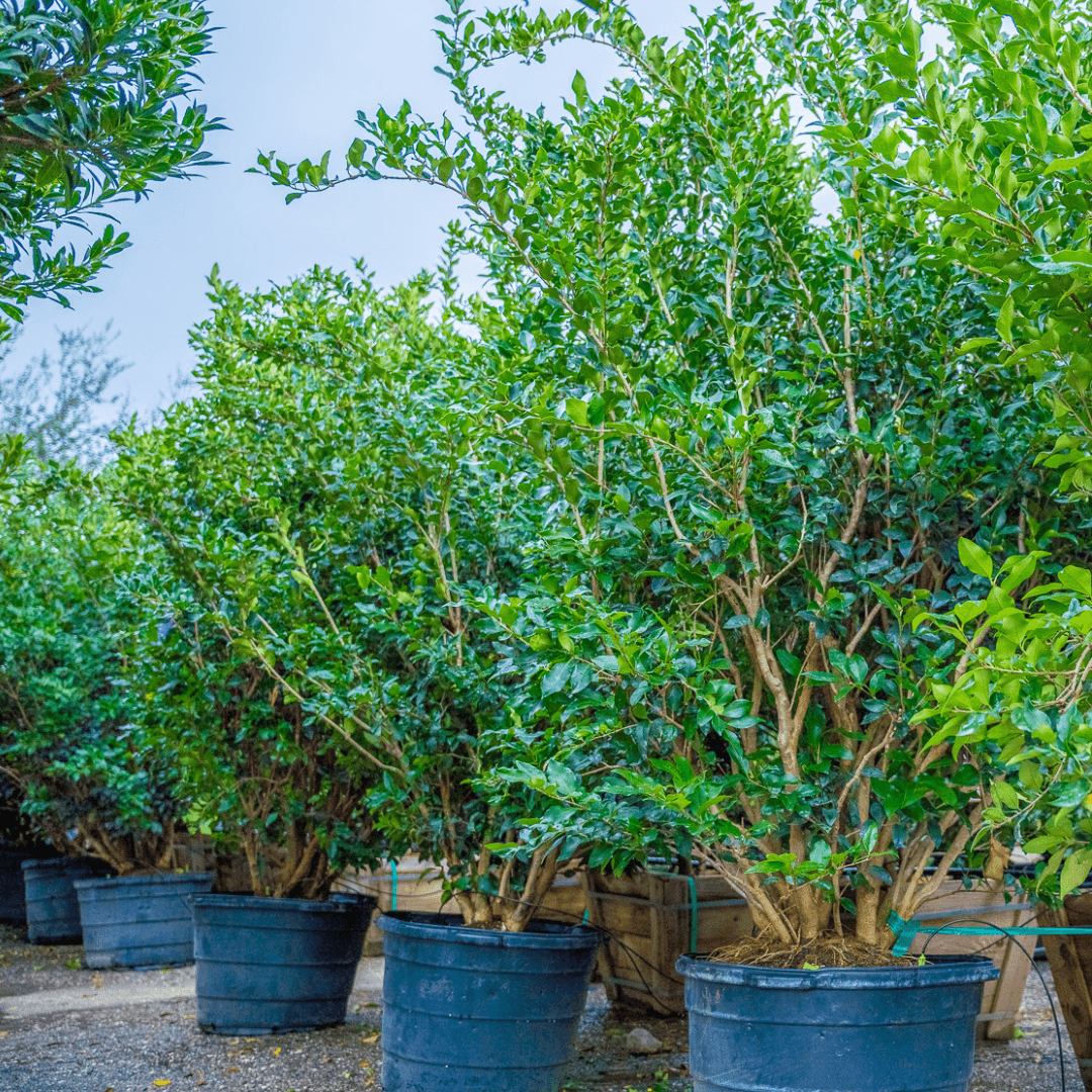Multiple Mature Japanese privet hedge in a row 