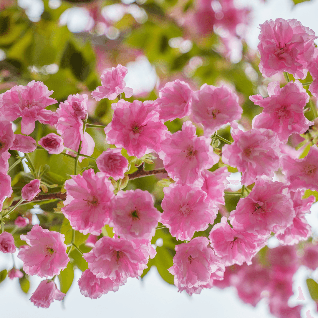 Beautiful Mature Kwanzan Cherry Tree in Nursery Aisle with Pink Flowers