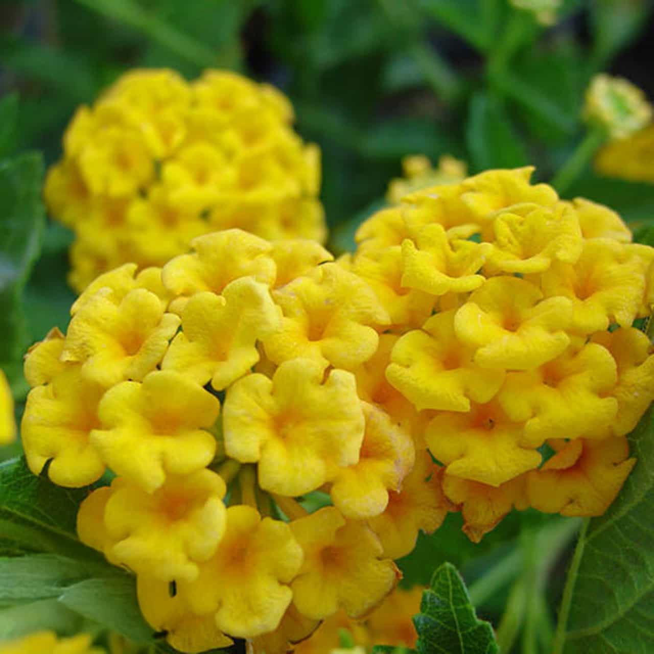 Gold Mound Lantana