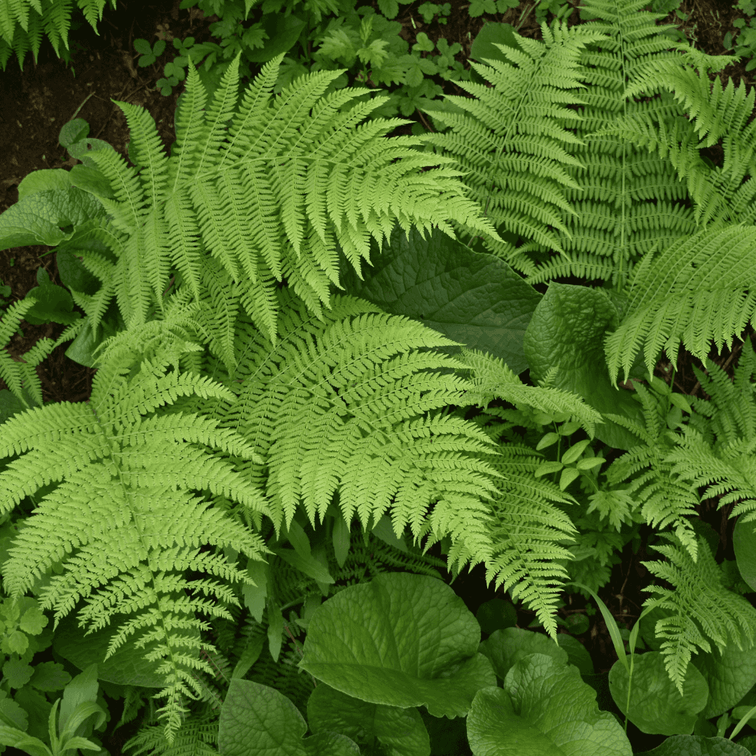 Dense Green Lace Fern Plant 