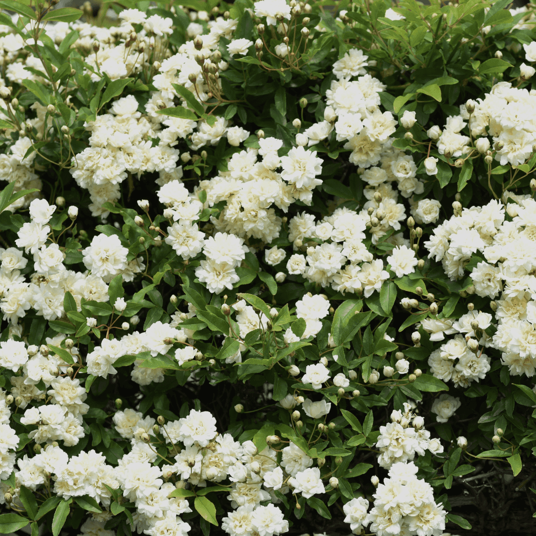 Close Up Photo of a Mature Dense ​White Lady Banks Rose With Vibrant Blooming White Flowers 