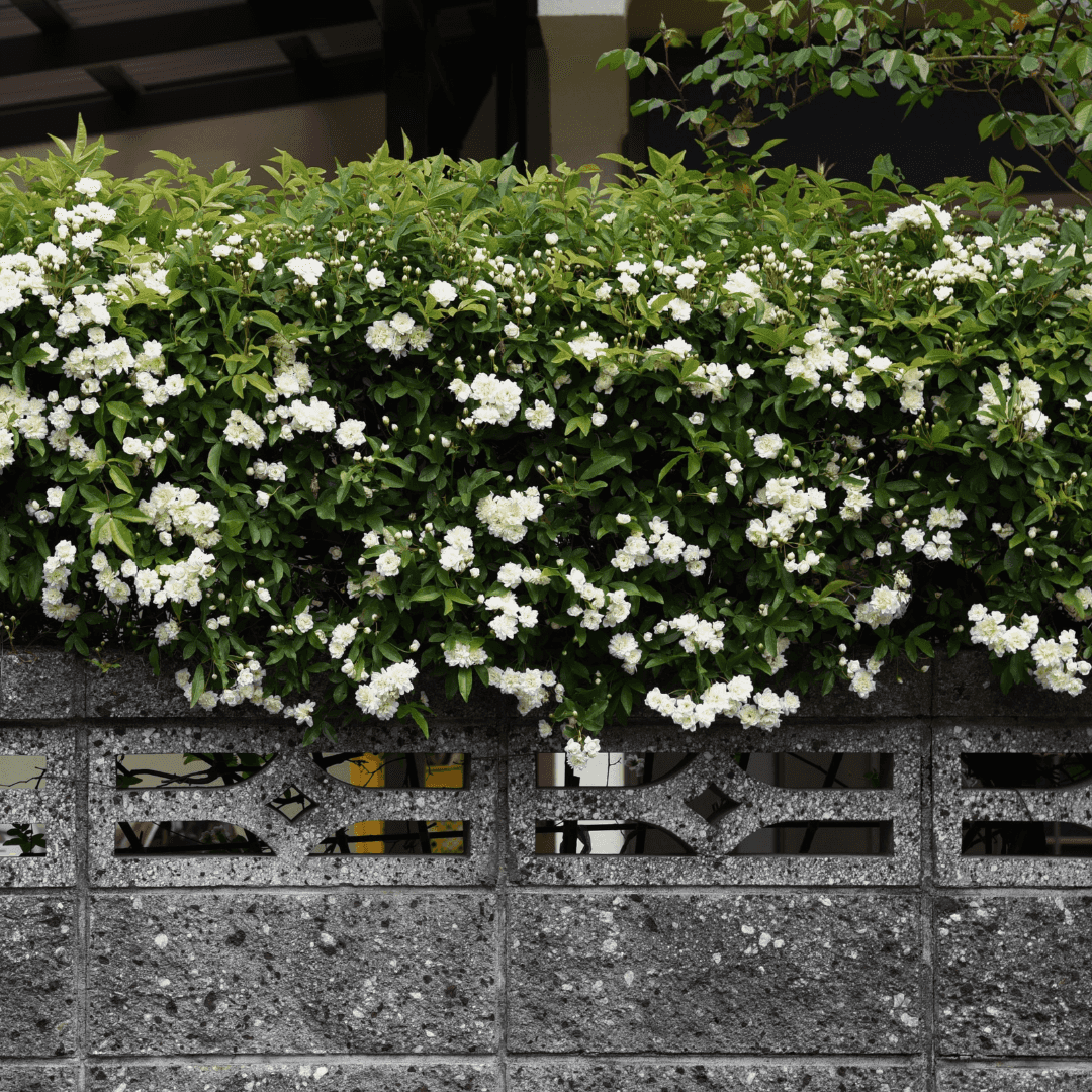Close Up Photo of a Mature Dense ​White Lady Banks Rose With Vibrant Blooming White Flowers Growing On Wall