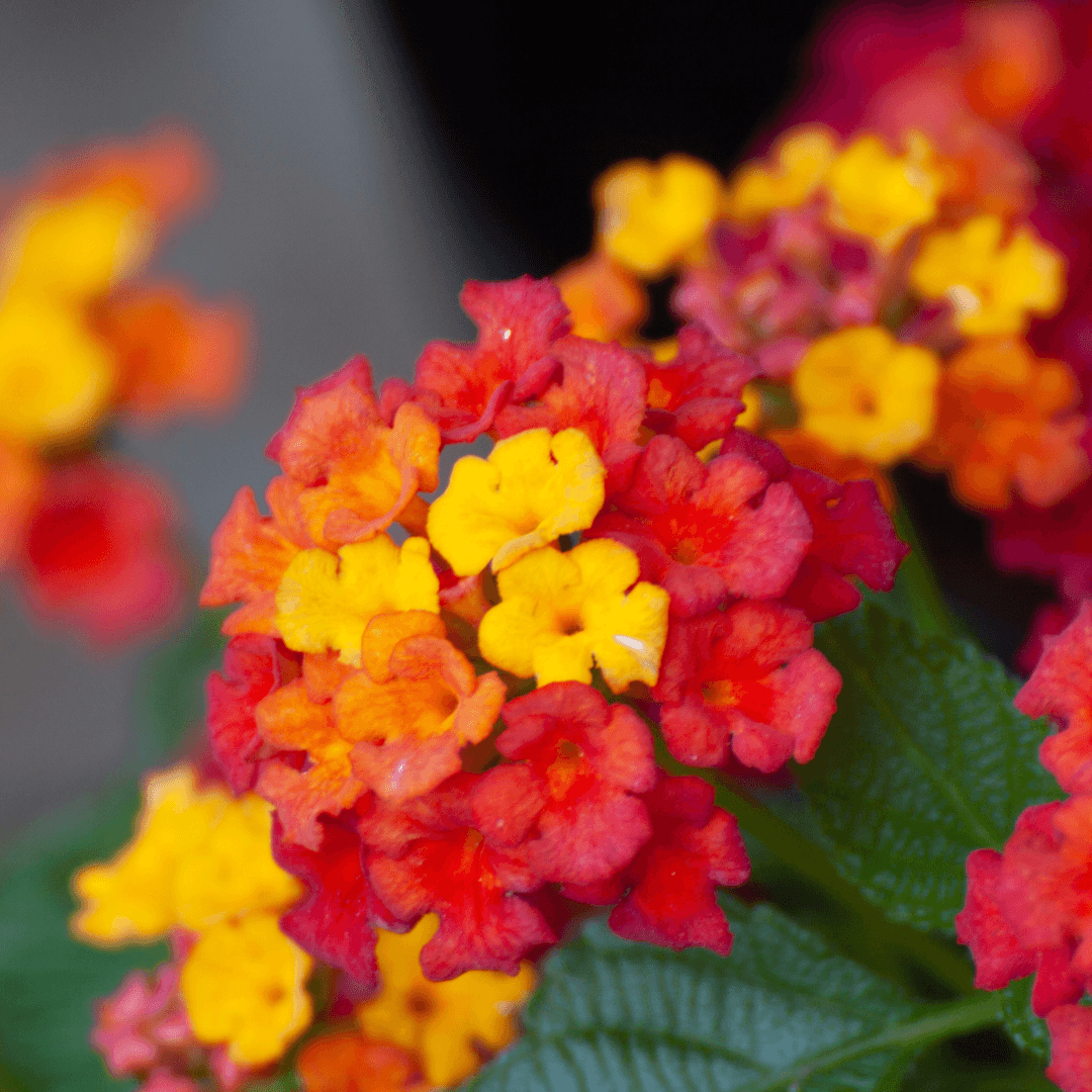 Lantana Radiation Bloom