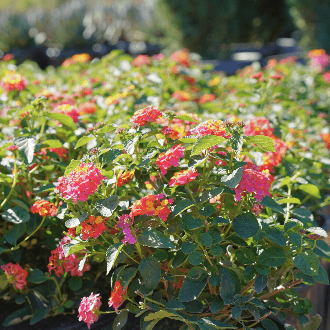 Lantana Shrubs