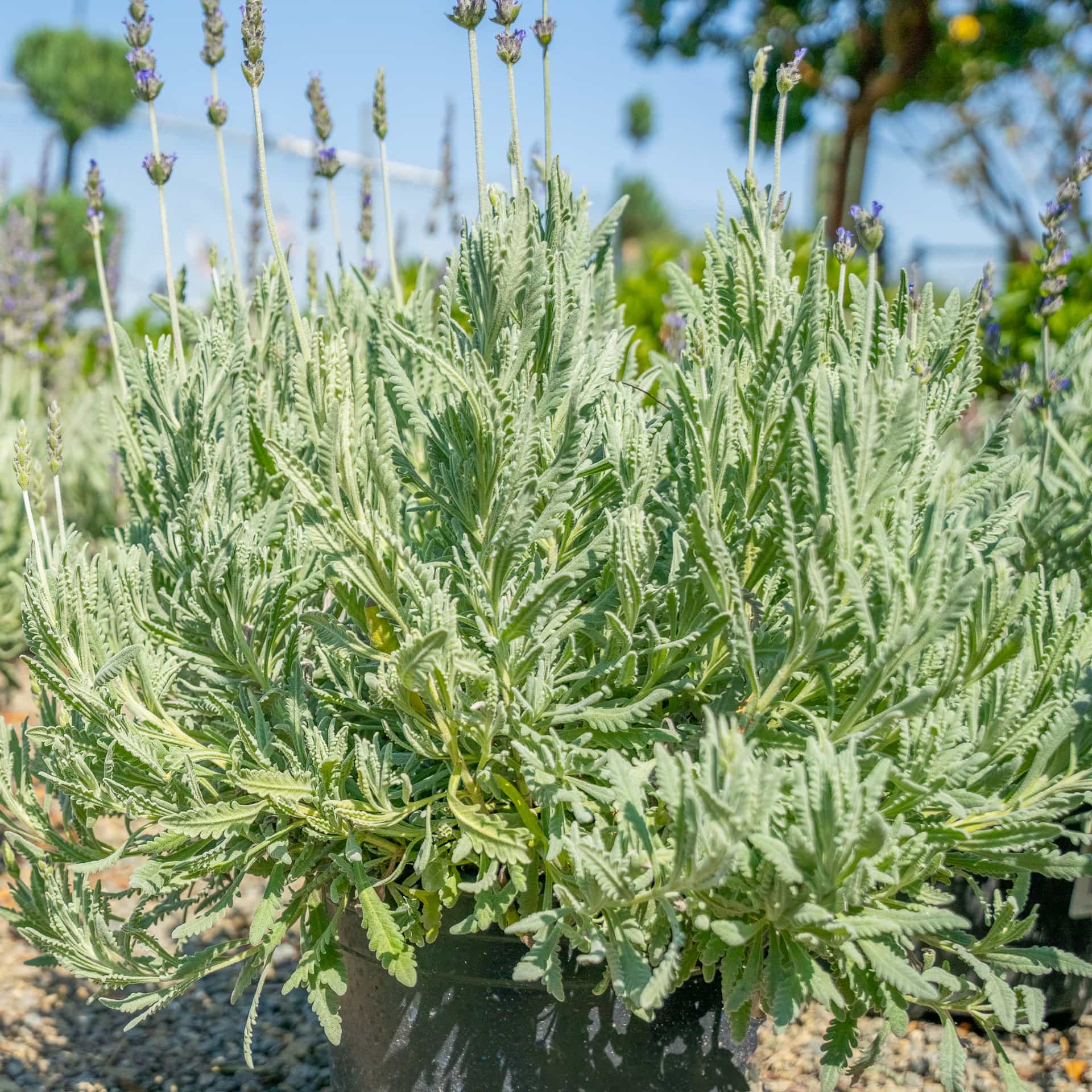 Lavender Spanish 