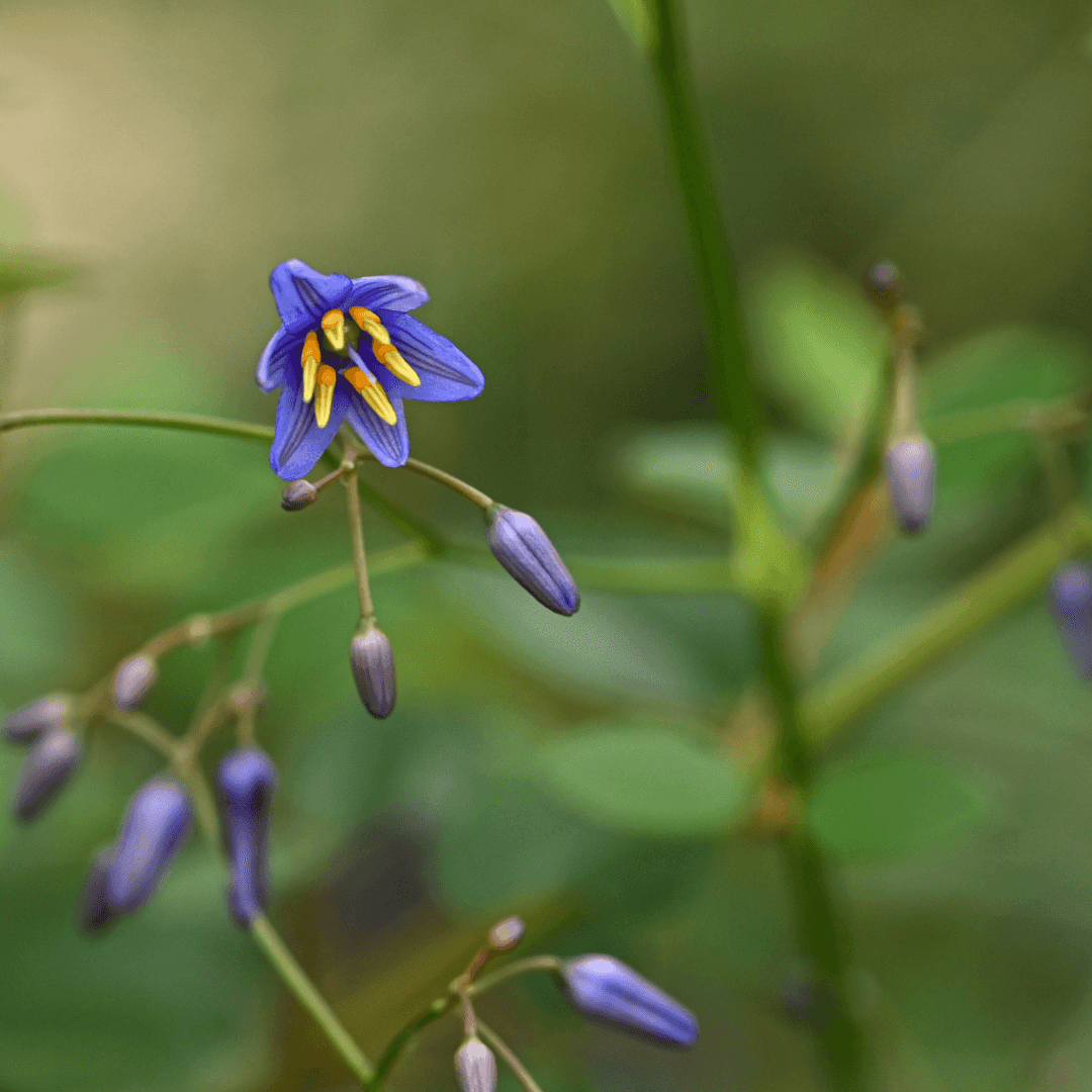 Close Up Photo of Little Rev Flax Lily Plant Purple Flowers
