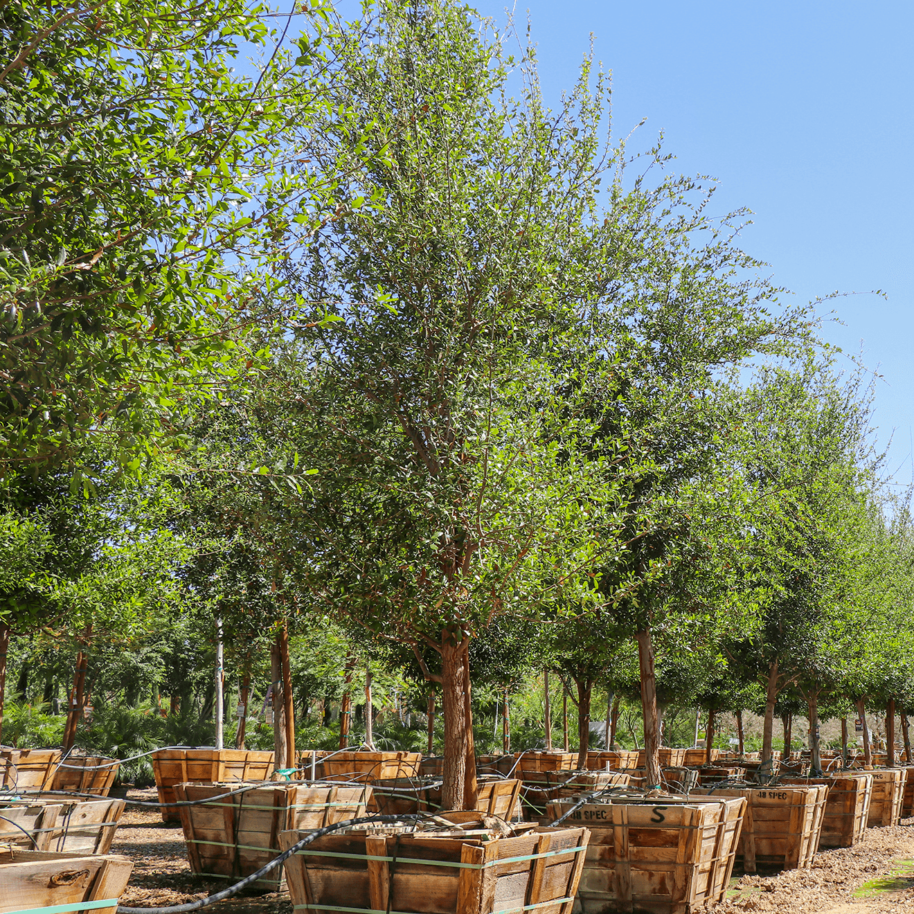 Huge Southern Live Oak row