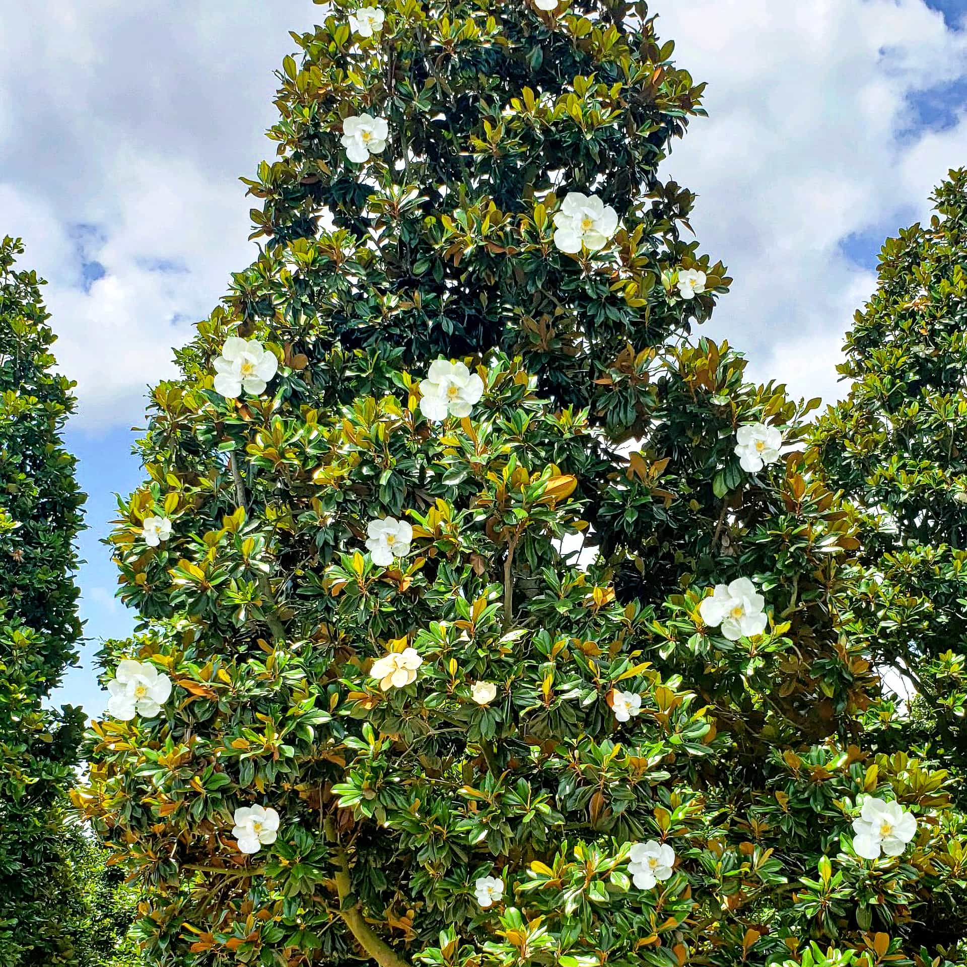 Magnolia Samuel Sommer closeup