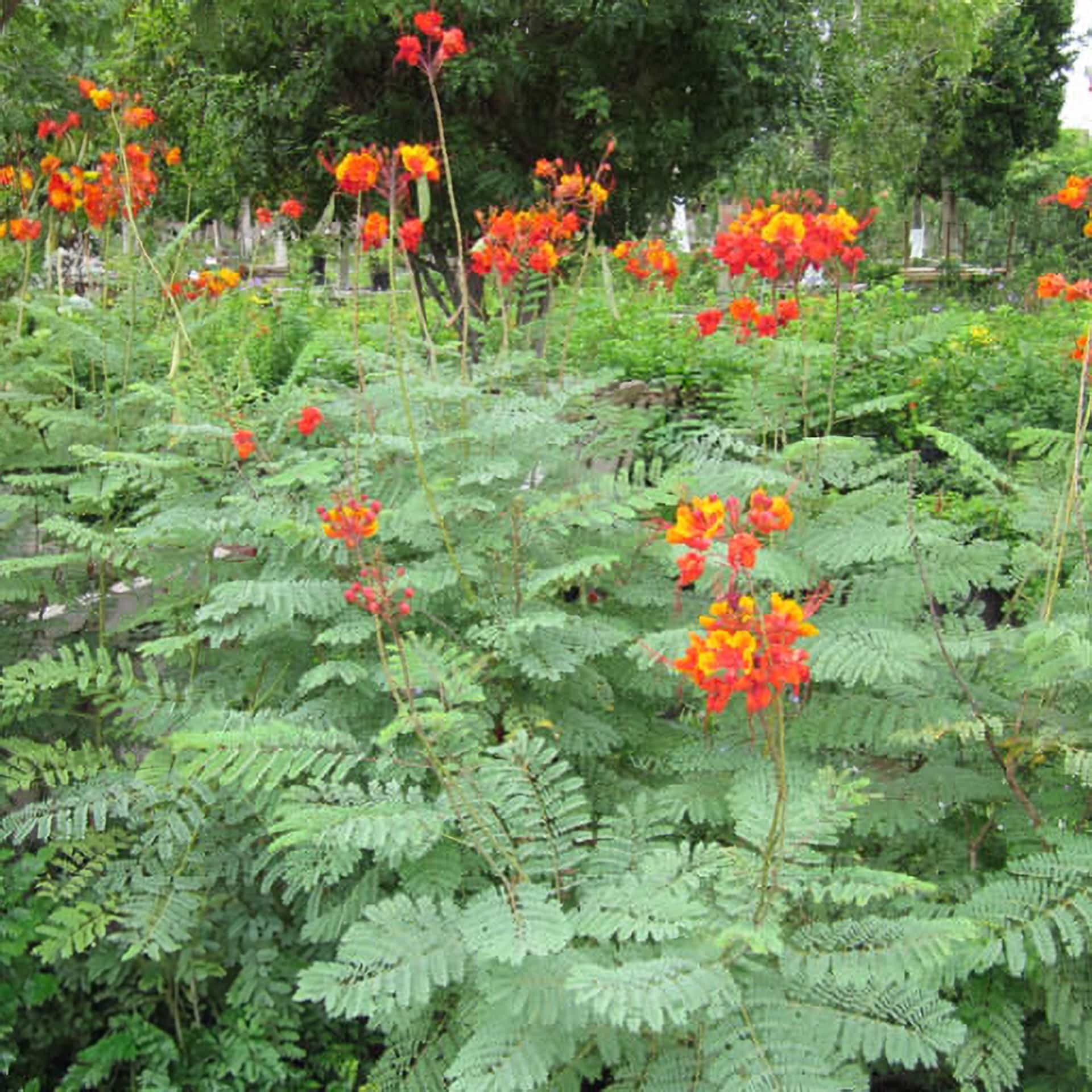 Mexican Birds of Paradise