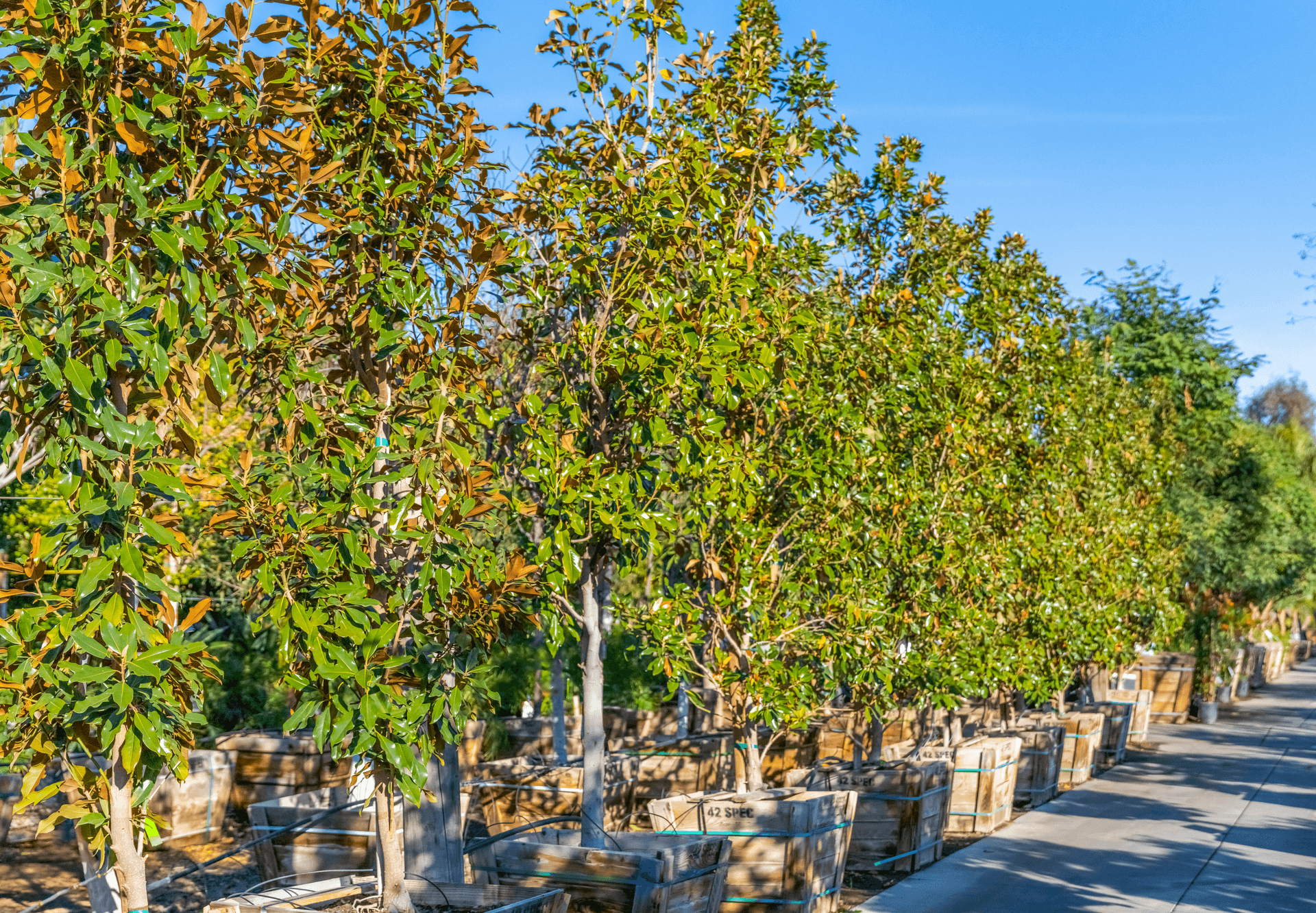 Southern Magnolia row