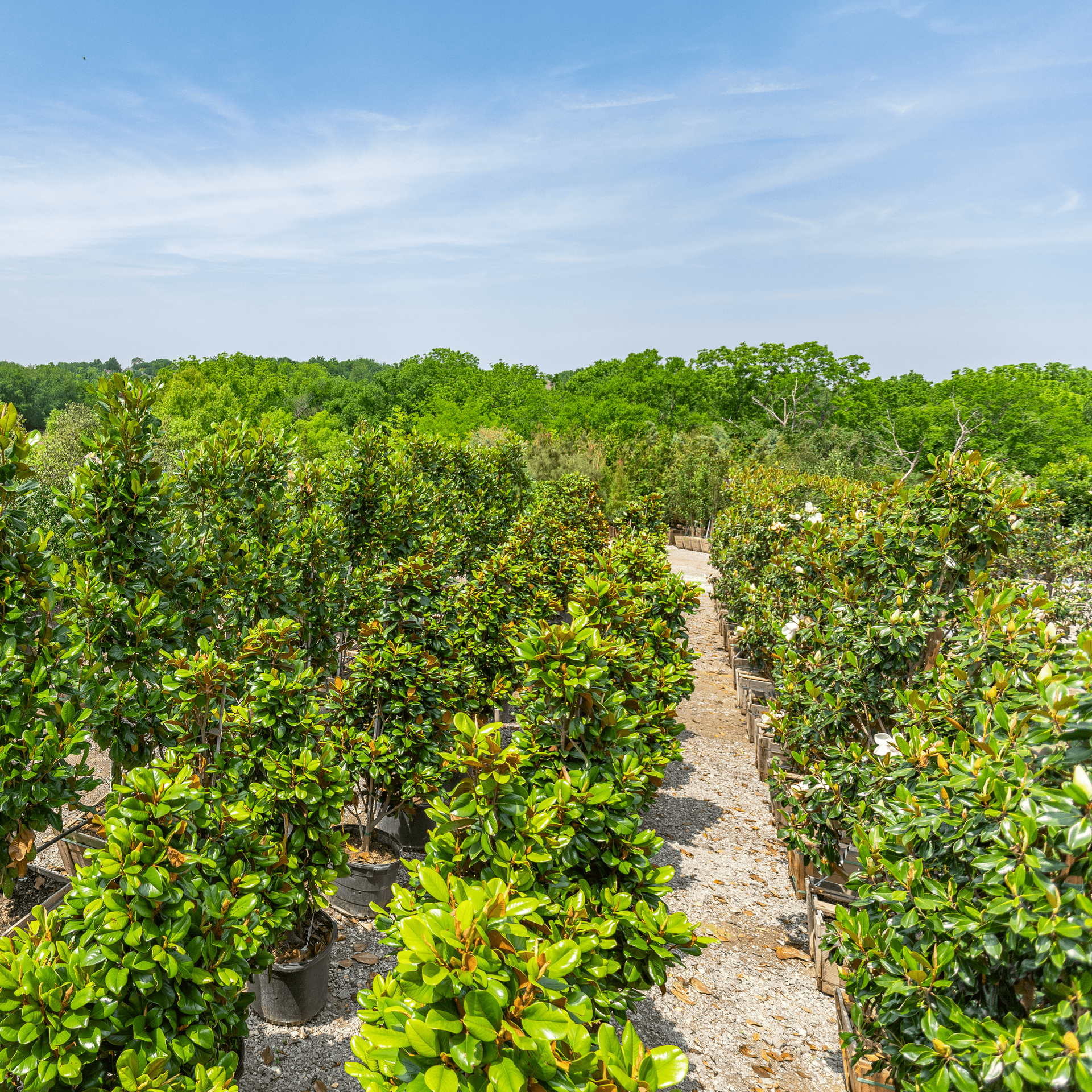 Southern Magnolia row overhead