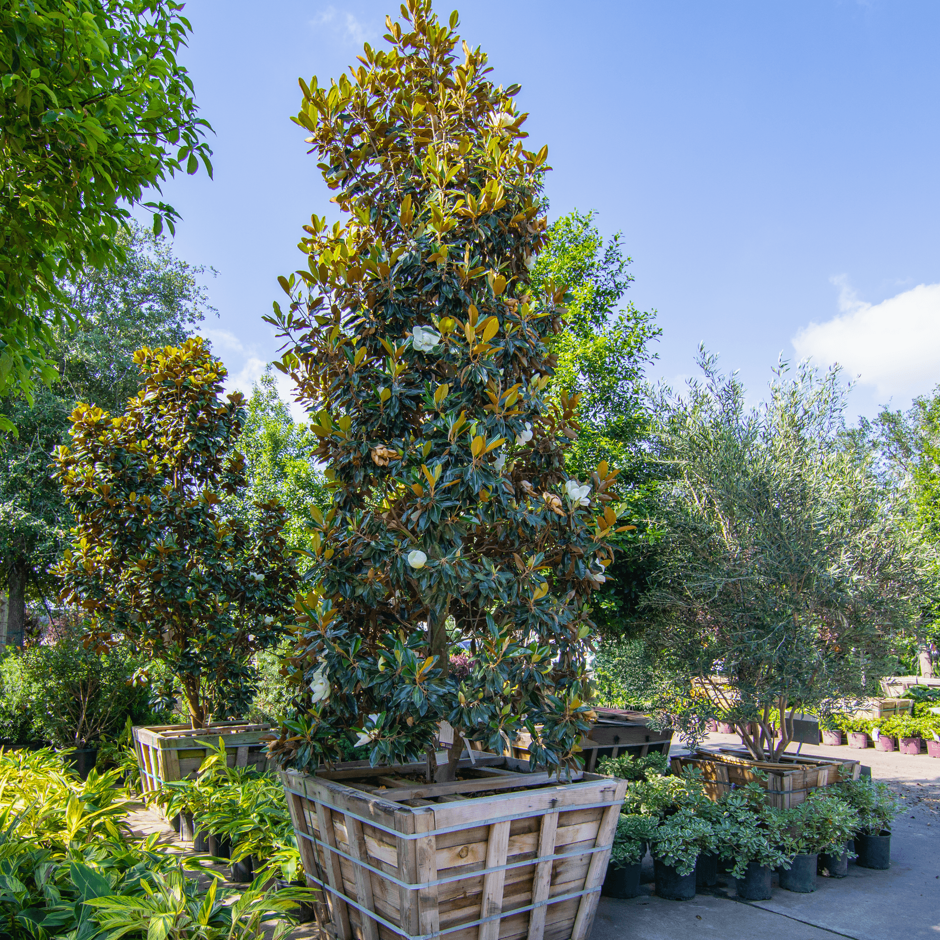 Southern Magnolia